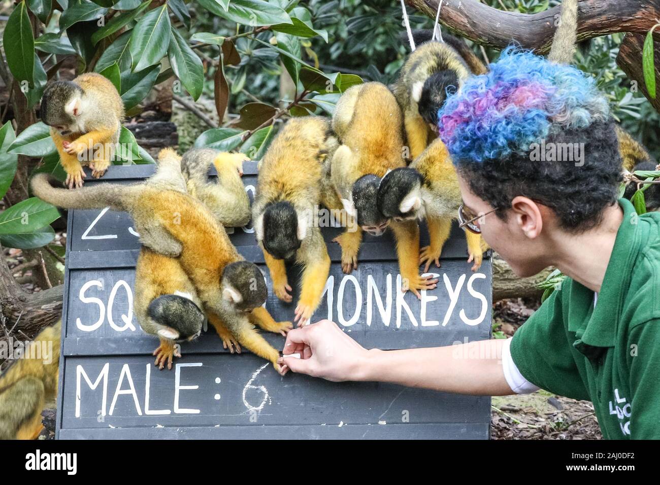 ZSL London Zoo, 2 gennaio 2020. Lo Zoo di troupe del boliviano nero-capped scimmie scoiattolo (Saimiri boliviensis) sono contati - non è un compito facile per il detentore Rowan Swainson. I custodi del giardino zoologico allo Zoo di Londra sono pronti a contare gli animali presso lo Zoo di constatazione annua. Prendersi cura di più di 500 specie diverse, ZSL London Zoo keepers faccia ancora una volta il compito impegnativo di contati ogni mammifero, uccelli, rettili di pesci e invertebrati allo Zoo.La revisione annuale è requisito per lo zoo di licenza. Credito: Imageplotter/Alamy Live News Foto Stock