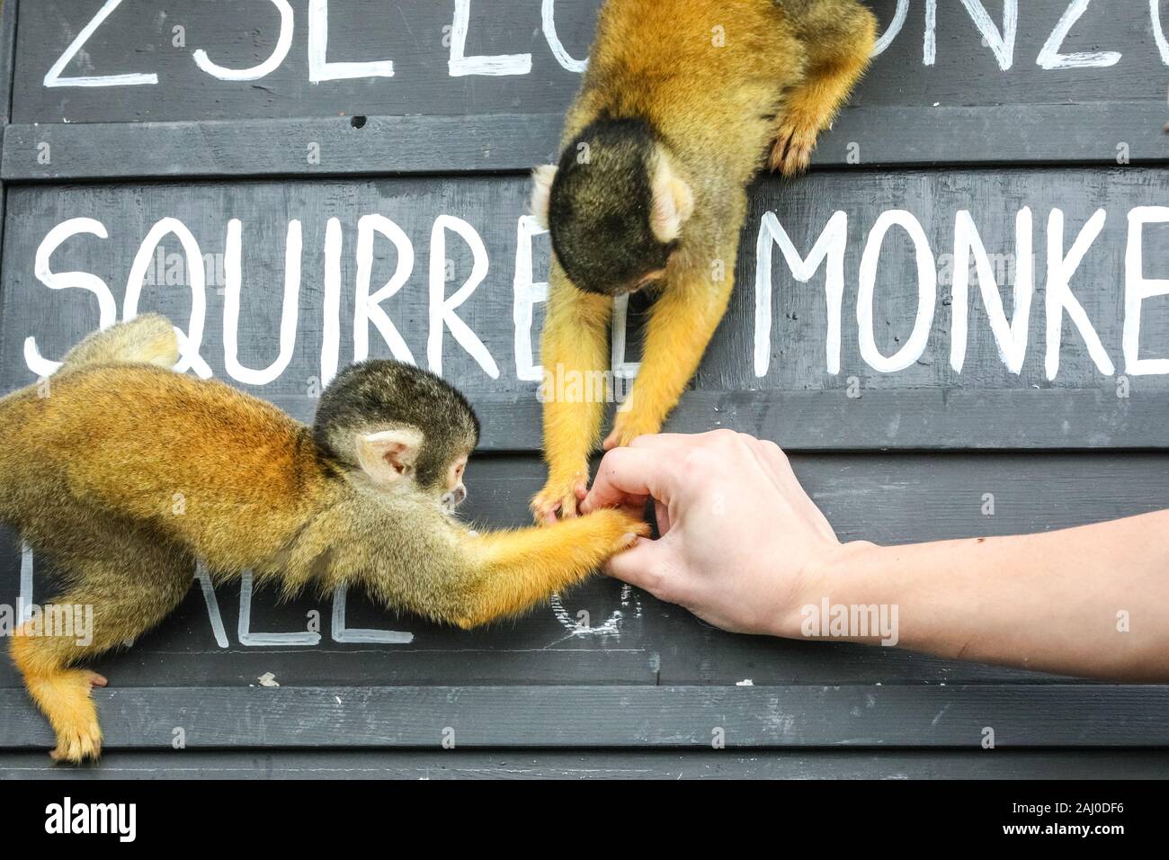 ZSL London Zoo, 2 gennaio 2020. La compagnia dello zoo di scimmie di scoiattolo boliviane con tappo nero (Saimiri boliviensis) viene contata - non è un compito facile per il custode Rowan. Gli Zookeeper dello ZSL London Zoo sono pronti a contare gli animali nella riserva annuale dello zoo. I custodi dello ZSL London Zoo, che si occupano di oltre 500 specie diverse, devono affrontare ancora una volta il difficile compito di radunare ogni mammifero, uccello, rettile, pesce e invertebrato allo zoo. L'audit annuale è obbligatorio per la licenza dello zoo. Crediti: Imageplotter/Alamy Live News Foto Stock