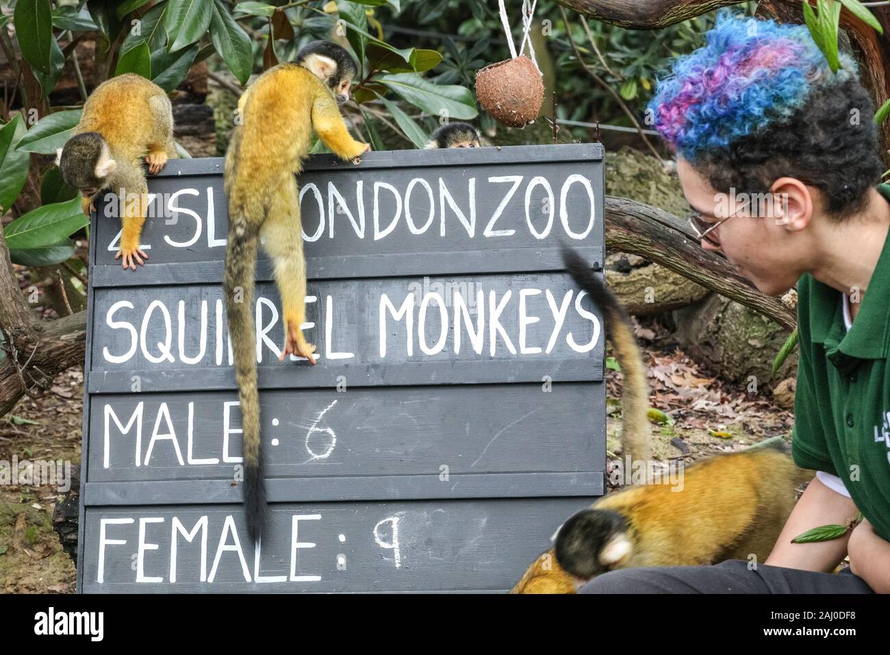 ZSL London Zoo, 2 gennaio 2020. Lo Zoo di troupe del boliviano nero-capped scimmie scoiattolo (Saimiri boliviensis) sono contati - non è un compito facile per il detentore Rowan Swainson. I custodi del giardino zoologico allo Zoo di Londra sono pronti a contare gli animali presso lo Zoo di constatazione annua. Prendersi cura di più di 500 specie diverse, ZSL London Zoo keepers faccia ancora una volta il compito impegnativo di contati ogni mammifero, uccelli, rettili di pesci e invertebrati allo Zoo.La revisione annuale è requisito per lo zoo di licenza. Credito: Imageplotter/Alamy Live News Foto Stock