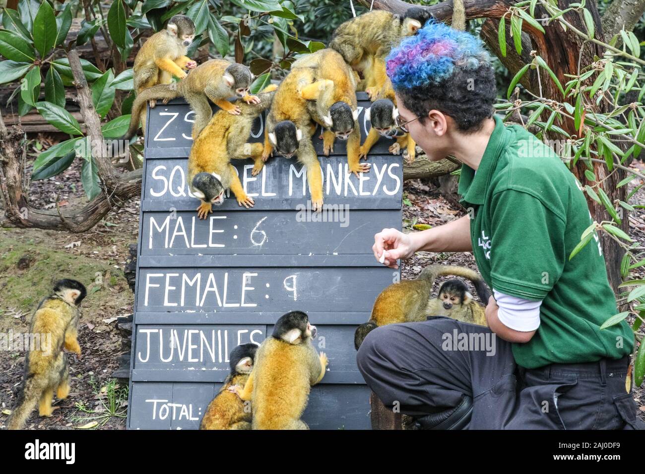 ZSL London Zoo, 2 gennaio 2020. La compagnia dello zoo di scimmie di scoiattolo boliviane con tappo nero (Saimiri boliviensis) viene contata - non è un compito facile per il custode Rowan. Gli Zookeeper dello ZSL London Zoo sono pronti a contare gli animali nella riserva annuale dello zoo. I custodi dello ZSL London Zoo, che si occupano di oltre 500 specie diverse, devono affrontare ancora una volta il difficile compito di radunare ogni mammifero, uccello, rettile, pesce e invertebrato allo zoo. L'audit annuale è obbligatorio per la licenza dello zoo. Crediti: Imageplotter/Alamy Live News Foto Stock