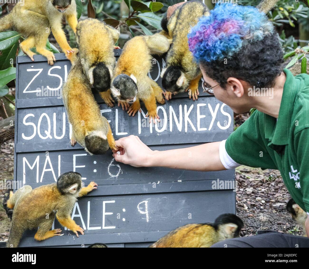 ZSL London Zoo, 2 gennaio 2020. La compagnia dello zoo di scimmie di scoiattolo boliviane con tappo nero (Saimiri boliviensis) viene contata - non è un compito facile per il custode Rowan. Gli Zookeeper dello ZSL London Zoo sono pronti a contare gli animali nella riserva annuale dello zoo. I custodi dello ZSL London Zoo, che si occupano di oltre 500 specie diverse, devono affrontare ancora una volta il difficile compito di radunare ogni mammifero, uccello, rettile, pesce e invertebrato allo zoo. L'audit annuale è obbligatorio per la licenza dello zoo. Crediti: Imageplotter/Alamy Live News Foto Stock