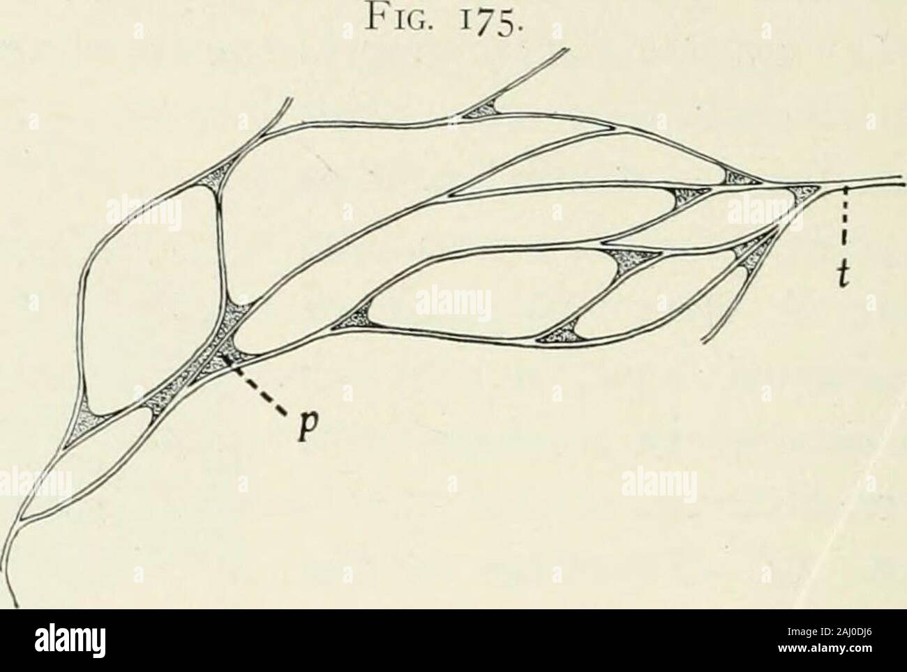 Entomologia : con particolare riferimento alla sua attività biologica e gli aspetti economici . Jieliuin. La fodera chitinous o ijitiiiia. è spessa-ulteriormente rafforzata ad intervalli regolari per formare filiformi creste, whichcourse intorno alla circonferenza interna essenzialmente in un spiralmanner, sebbene la continuità del cosiddetto filo a spirale isfrequently interrotta. Questi fili elastici o tccnidia,servono a mantenere la trachea aprire senza influenzare il suo tiexibility. La ultimate rami tracheale (Fig. 175) sono tubi extremelydelicate, che non estremità cieca, ma anastomose withone un altro, con formazione di una rete capillare di Foto Stock