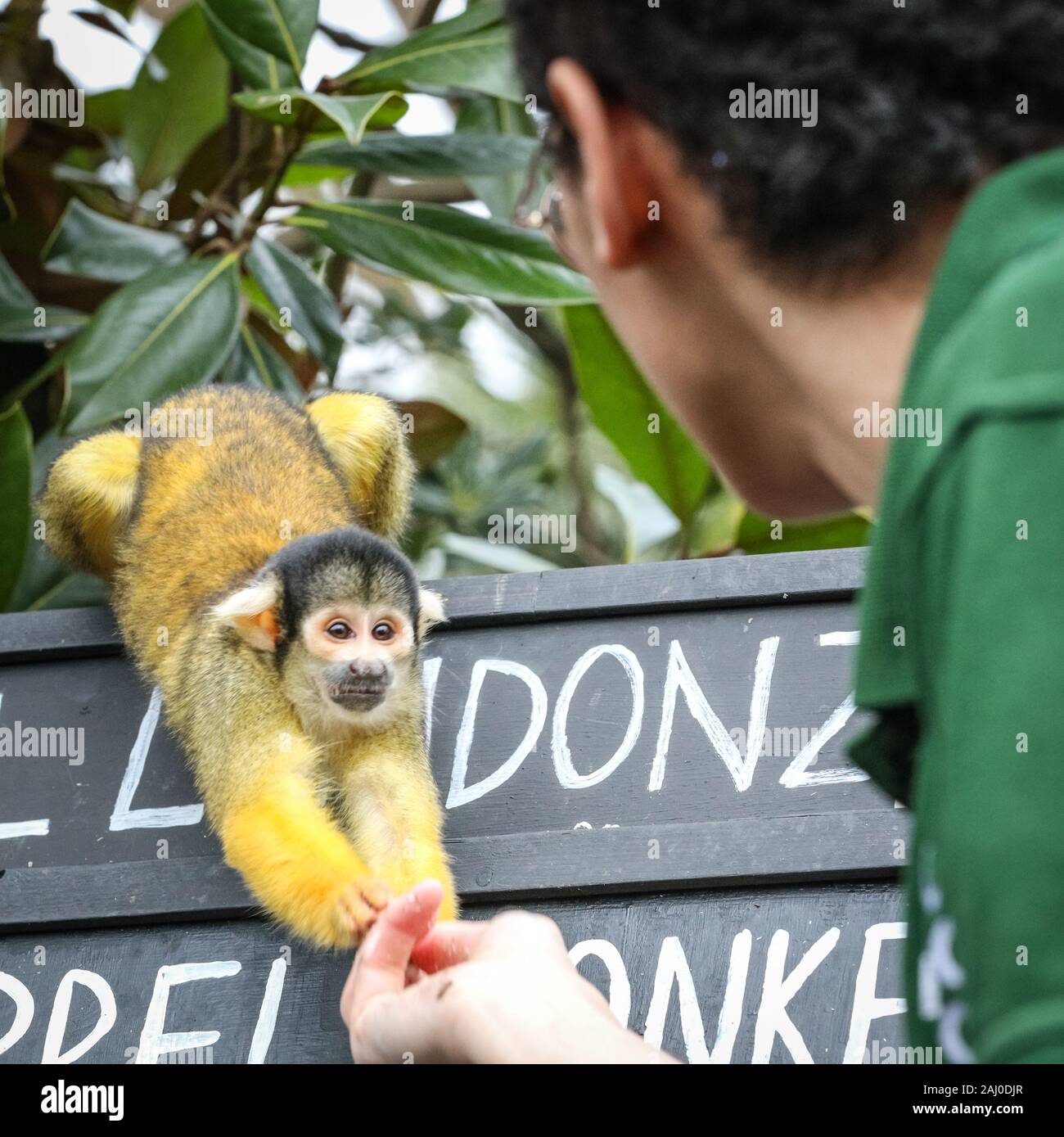 ZSL London Zoo, 2 gennaio 2020. Lo Zoo di troupe del boliviano nero-capped scimmie scoiattolo (Saimiri boliviensis) sono contati - non è un compito facile per il detentore Rowan Swainson. I custodi del giardino zoologico allo Zoo di Londra sono pronti a contare gli animali presso lo Zoo di constatazione annua. Prendersi cura di più di 500 specie diverse, ZSL London Zoo keepers faccia ancora una volta il compito impegnativo di contati ogni mammifero, uccelli, rettili di pesci e invertebrati allo Zoo.La revisione annuale è requisito per lo zoo di licenza. Credito: Imageplotter/Alamy Live News Foto Stock