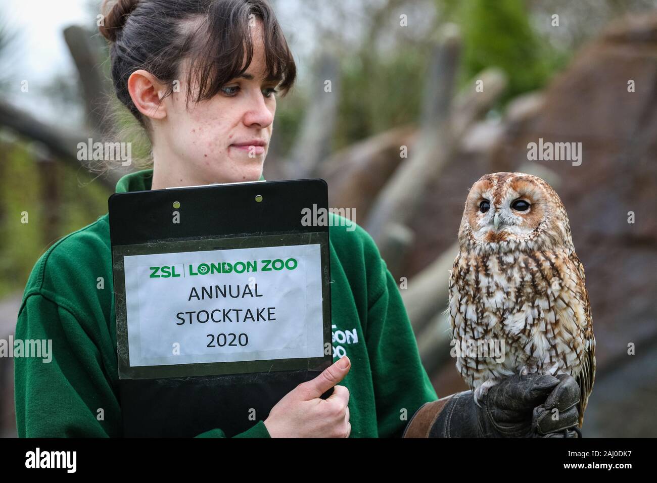 ZSL London Zoo, 2 gennaio 2020. Il detentore Chelsea Reid-Johnson con grazioso allocco. Chiamato anche Alberta, aso gufo marrone ((Strix aluco), una di medie dimensioni Eurasian owl trovata nel bosco. Credito: Imageplotter/Alamy Live News Foto Stock