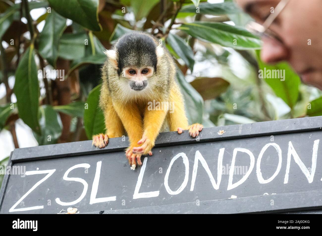 ZSL London Zoo, 2 gennaio 2020. Lo Zoo di troupe del boliviano nero-capped scimmie scoiattolo (Saimiri boliviensis) sono contati - non è un compito facile per il detentore Rowan Swainson. I custodi del giardino zoologico allo Zoo di Londra sono pronti a contare gli animali presso lo Zoo di constatazione annua. Prendersi cura di più di 500 specie diverse, ZSL London Zoo keepers faccia ancora una volta il compito impegnativo di contati ogni mammifero, uccelli, rettili di pesci e invertebrati allo Zoo.La revisione annuale è requisito per lo zoo di licenza. Credito: Imageplotter/Alamy Live News Foto Stock