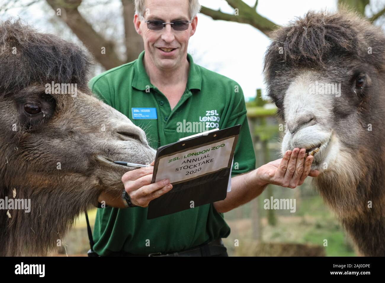ZSL London Zoo, 2 gennaio 2020. Il detentore Mick Tiley ottiene aiuto contando da due rare Bactrian Cammelli (Camelus bactrianus), Noemi e Gengis. I custodi del giardino zoologico allo Zoo di Londra sono pronti a contare gli animali presso lo Zoo di constatazione annua. Prendersi cura di più di 500 specie diverse, ZSL London Zoo keepers faccia ancora una volta il compito impegnativo di contati ogni mammifero, uccelli, rettili di pesci e invertebrati allo Zoo.La revisione annuale è requisito per lo zoo di licenza. Credito: Imageplotter/Alamy Live News Foto Stock