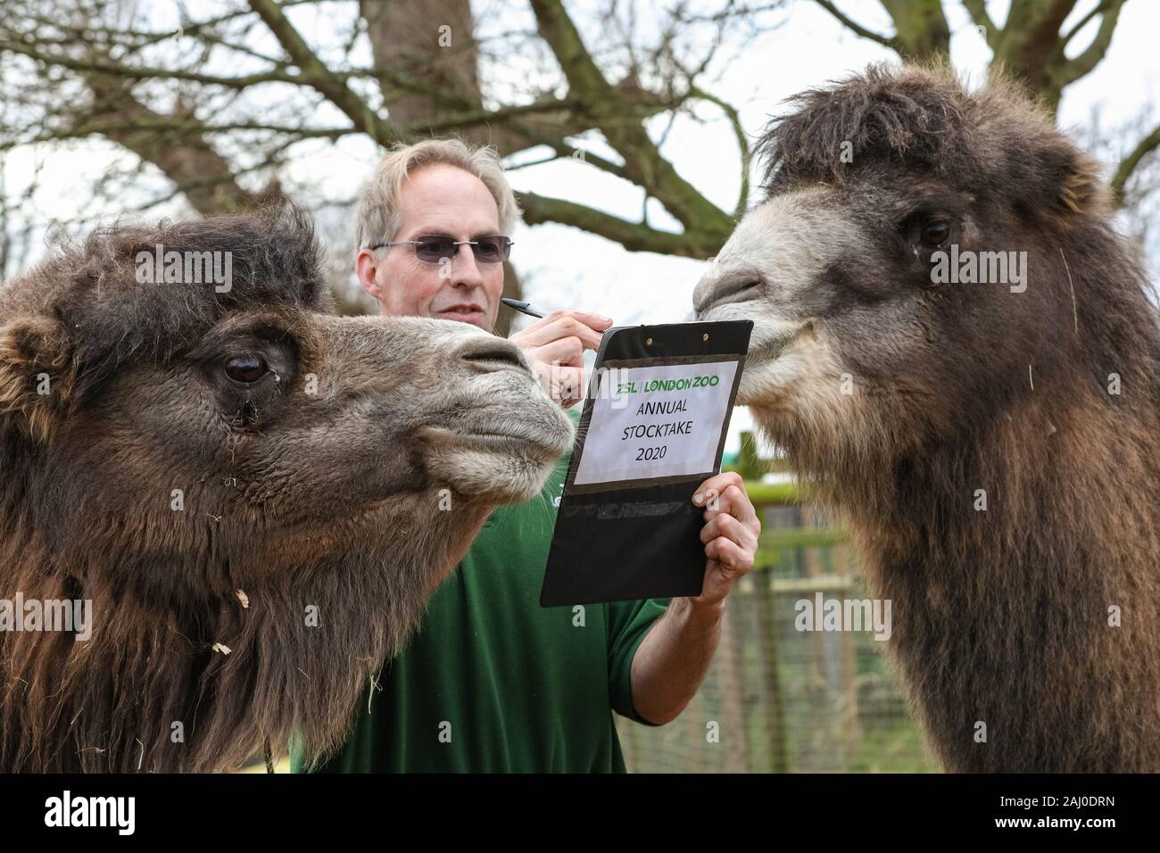 ZSL London Zoo, 2 gennaio 2020. Il detentore Mick Tiley ottiene aiuto contando da due rare Bactrian Cammelli (Camelus bactrianus), Noemi e Gengis. I custodi del giardino zoologico allo Zoo di Londra sono pronti a contare gli animali presso lo Zoo di constatazione annua. Prendersi cura di più di 500 specie diverse, ZSL London Zoo keepers faccia ancora una volta il compito impegnativo di contati ogni mammifero, uccelli, rettili di pesci e invertebrati allo Zoo.La revisione annuale è requisito per lo zoo di licenza. Credito: Imageplotter/Alamy Live News Foto Stock