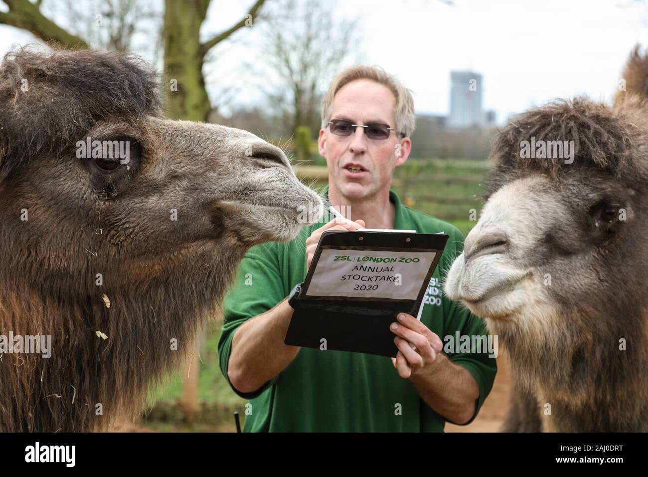 ZSL London Zoo, 2 gennaio 2020. Il detentore Mick Tiley ottiene aiuto contando da due rare Bactrian Cammelli (Camelus bactrianus), Noemi e Gengis. I custodi del giardino zoologico allo Zoo di Londra sono pronti a contare gli animali presso lo Zoo di constatazione annua. Prendersi cura di più di 500 specie diverse, ZSL London Zoo keepers faccia ancora una volta il compito impegnativo di contati ogni mammifero, uccelli, rettili di pesci e invertebrati allo Zoo.La revisione annuale è requisito per lo zoo di licenza. Credito: Imageplotter/Alamy Live News Foto Stock