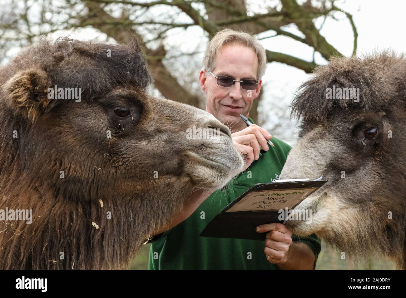 ZSL London Zoo, 2 gennaio 2020. Il detentore Mick Tiley ottiene aiuto contando da due rare Bactrian Cammelli (Camelus bactrianus), Noemi e Gengis. I custodi del giardino zoologico allo Zoo di Londra sono pronti a contare gli animali presso lo Zoo di constatazione annua. Prendersi cura di più di 500 specie diverse, ZSL London Zoo keepers faccia ancora una volta il compito impegnativo di contati ogni mammifero, uccelli, rettili di pesci e invertebrati allo Zoo.La revisione annuale è requisito per lo zoo di licenza. Credito: Imageplotter/Alamy Live News Foto Stock