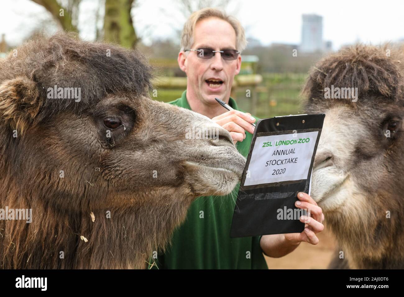 ZSL London Zoo, 2 gennaio 2020. Il detentore Mick Tiley ottiene aiuto contando da due rare Bactrian Cammelli (Camelus bactrianus), Noemi e Gengis. I custodi del giardino zoologico allo Zoo di Londra sono pronti a contare gli animali presso lo Zoo di constatazione annua. Prendersi cura di più di 500 specie diverse, ZSL London Zoo keepers faccia ancora una volta il compito impegnativo di contati ogni mammifero, uccelli, rettili di pesci e invertebrati allo Zoo.La revisione annuale è requisito per lo zoo di licenza. Credito: Imageplotter/Alamy Live News Foto Stock