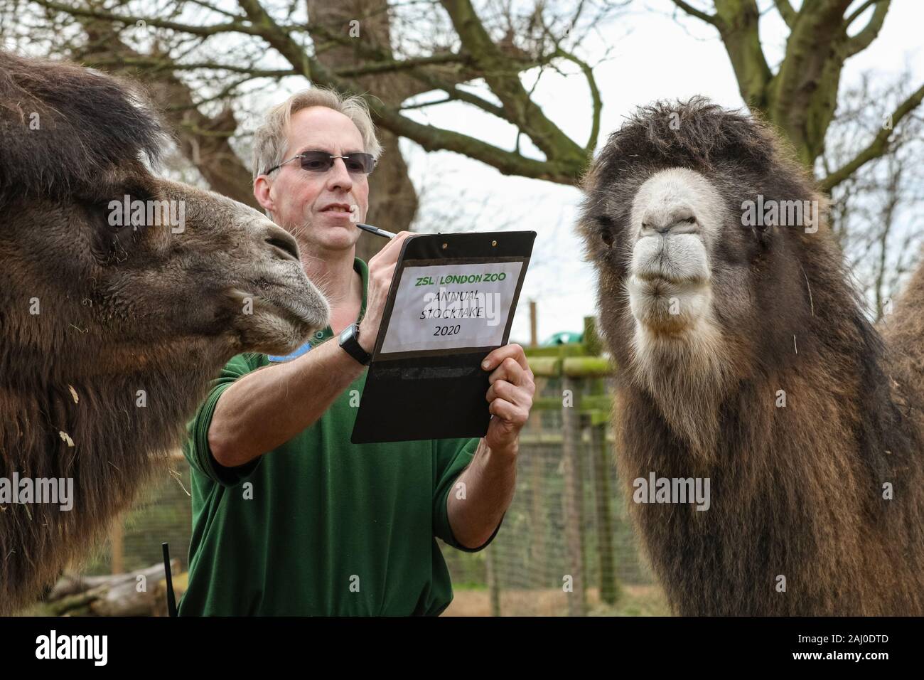 ZSL London Zoo, 2 gennaio 2020. Il detentore Mick Tiley ottiene aiuto contando da due rare Bactrian Cammelli (Camelus bactrianus), Noemi e Gengis. I custodi del giardino zoologico allo Zoo di Londra sono pronti a contare gli animali presso lo Zoo di constatazione annua. Prendersi cura di più di 500 specie diverse, ZSL London Zoo keepers faccia ancora una volta il compito impegnativo di contati ogni mammifero, uccelli, rettili di pesci e invertebrati allo Zoo.La revisione annuale è requisito per lo zoo di licenza. Credito: Imageplotter/Alamy Live News Foto Stock
