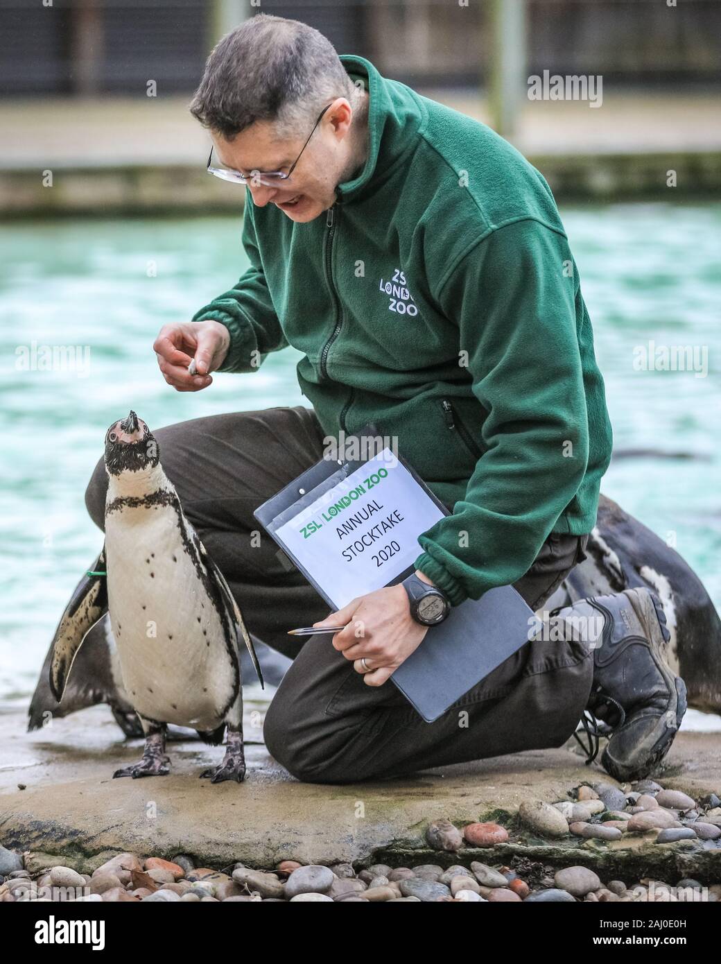 ZSL London Zoo, 2 gennaio 2020. Portiere Martin conta lo zoo di Colonia di curioso pinguini Humboldt (Spheniscus Humboldti). I custodi del giardino zoologico allo Zoo di Londra sono pronti a contare gli animali presso lo Zoo di constatazione annua. Prendersi cura di più di 500 specie diverse, ZSL London Zoo keepers faccia ancora una volta il compito impegnativo di contati ogni mammifero, uccelli, rettili di pesci e invertebrati allo Zoo.La revisione annuale è requisito per lo zoo di licenza. Credito: Imageplotter/Alamy Live News Foto Stock