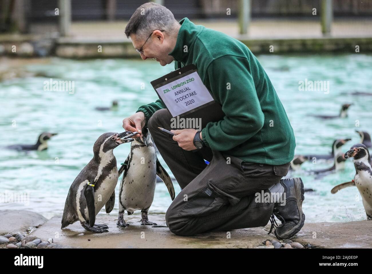 ZSL London Zoo, 2 gennaio 2020. Portiere Martin conta lo zoo di Colonia di curioso pinguini Humboldt (Spheniscus Humboldti). I custodi del giardino zoologico allo Zoo di Londra sono pronti a contare gli animali presso lo Zoo di constatazione annua. Prendersi cura di più di 500 specie diverse, ZSL London Zoo keepers faccia ancora una volta il compito impegnativo di contati ogni mammifero, uccelli, rettili di pesci e invertebrati allo Zoo.La revisione annuale è requisito per lo zoo di licenza. Credito: Imageplotter/Alamy Live News Foto Stock