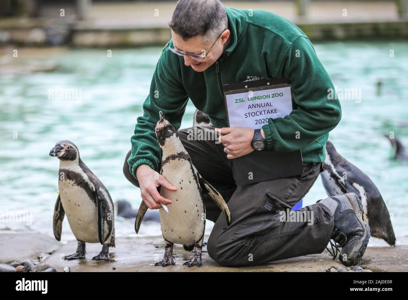 ZSL London Zoo, 2 gennaio 2020. Portiere Martin conta lo zoo di Colonia di curioso pinguini Humboldt (Spheniscus Humboldti). I custodi del giardino zoologico allo Zoo di Londra sono pronti a contare gli animali presso lo Zoo di constatazione annua. Prendersi cura di più di 500 specie diverse, ZSL London Zoo keepers faccia ancora una volta il compito impegnativo di contati ogni mammifero, uccelli, rettili di pesci e invertebrati allo Zoo.La revisione annuale è requisito per lo zoo di licenza. Credito: Imageplotter/Alamy Live News Foto Stock