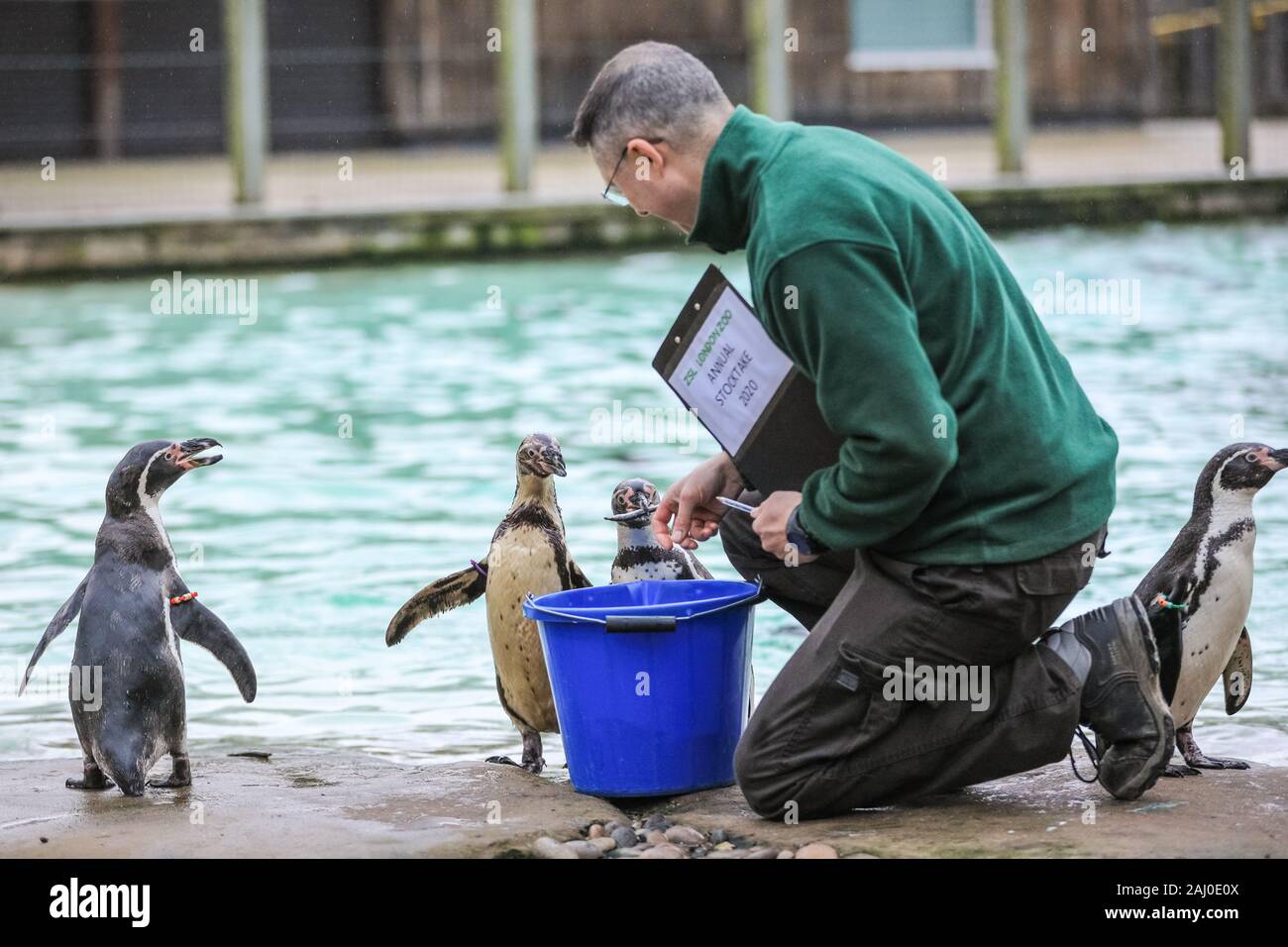 ZSL London Zoo, 2 gennaio 2020. Portiere Martin conta lo zoo di Colonia di curioso pinguini Humboldt (Spheniscus Humboldti). I custodi del giardino zoologico allo Zoo di Londra sono pronti a contare gli animali presso lo Zoo di constatazione annua. Prendersi cura di più di 500 specie diverse, ZSL London Zoo keepers faccia ancora una volta il compito impegnativo di contati ogni mammifero, uccelli, rettili di pesci e invertebrati allo Zoo.La revisione annuale è requisito per lo zoo di licenza. Credito: Imageplotter/Alamy Live News Foto Stock