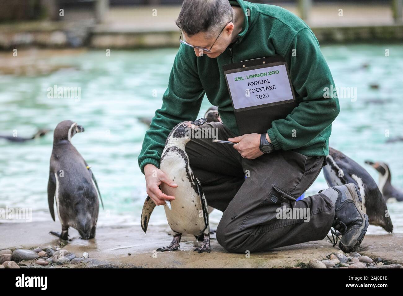 ZSL London Zoo, 2 gennaio 2020. Portiere Martin conta lo zoo di Colonia di curioso pinguini Humboldt (Spheniscus Humboldti). I custodi del giardino zoologico allo Zoo di Londra sono pronti a contare gli animali presso lo Zoo di constatazione annua. Prendersi cura di più di 500 specie diverse, ZSL London Zoo keepers faccia ancora una volta il compito impegnativo di contati ogni mammifero, uccelli, rettili di pesci e invertebrati allo Zoo.La revisione annuale è requisito per lo zoo di licenza. Credito: Imageplotter/Alamy Live News Foto Stock