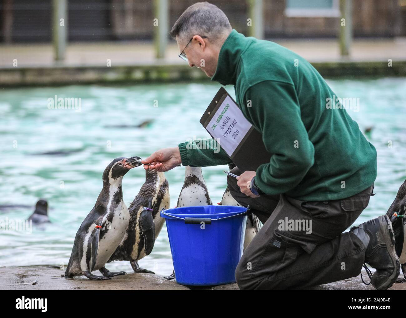ZSL London Zoo, 2 gennaio 2020. Portiere Martin conta lo zoo di Colonia di curioso pinguini Humboldt (Spheniscus Humboldti). I custodi del giardino zoologico allo Zoo di Londra sono pronti a contare gli animali presso lo Zoo di constatazione annua. Prendersi cura di più di 500 specie diverse, ZSL London Zoo keepers faccia ancora una volta il compito impegnativo di contati ogni mammifero, uccelli, rettili di pesci e invertebrati allo Zoo.La revisione annuale è requisito per lo zoo di licenza. Credito: Imageplotter/Alamy Live News Foto Stock