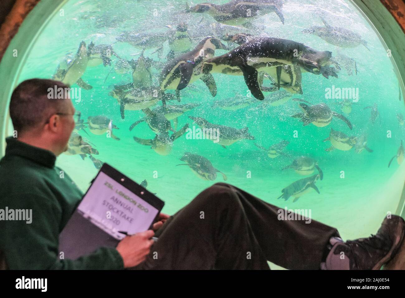 ZSL London Zoo, 2 gennaio 2020. Portiere Martin conta lo zoo di Colonia di curioso pinguini Humboldt (Spheniscus Humboldti). I custodi del giardino zoologico allo Zoo di Londra sono pronti a contare gli animali presso lo Zoo di constatazione annua. Prendersi cura di più di 500 specie diverse, ZSL London Zoo keepers faccia ancora una volta il compito impegnativo di contati ogni mammifero, uccelli, rettili di pesci e invertebrati allo Zoo.La revisione annuale è requisito per lo zoo di licenza. Credito: Imageplotter/Alamy Live News Foto Stock