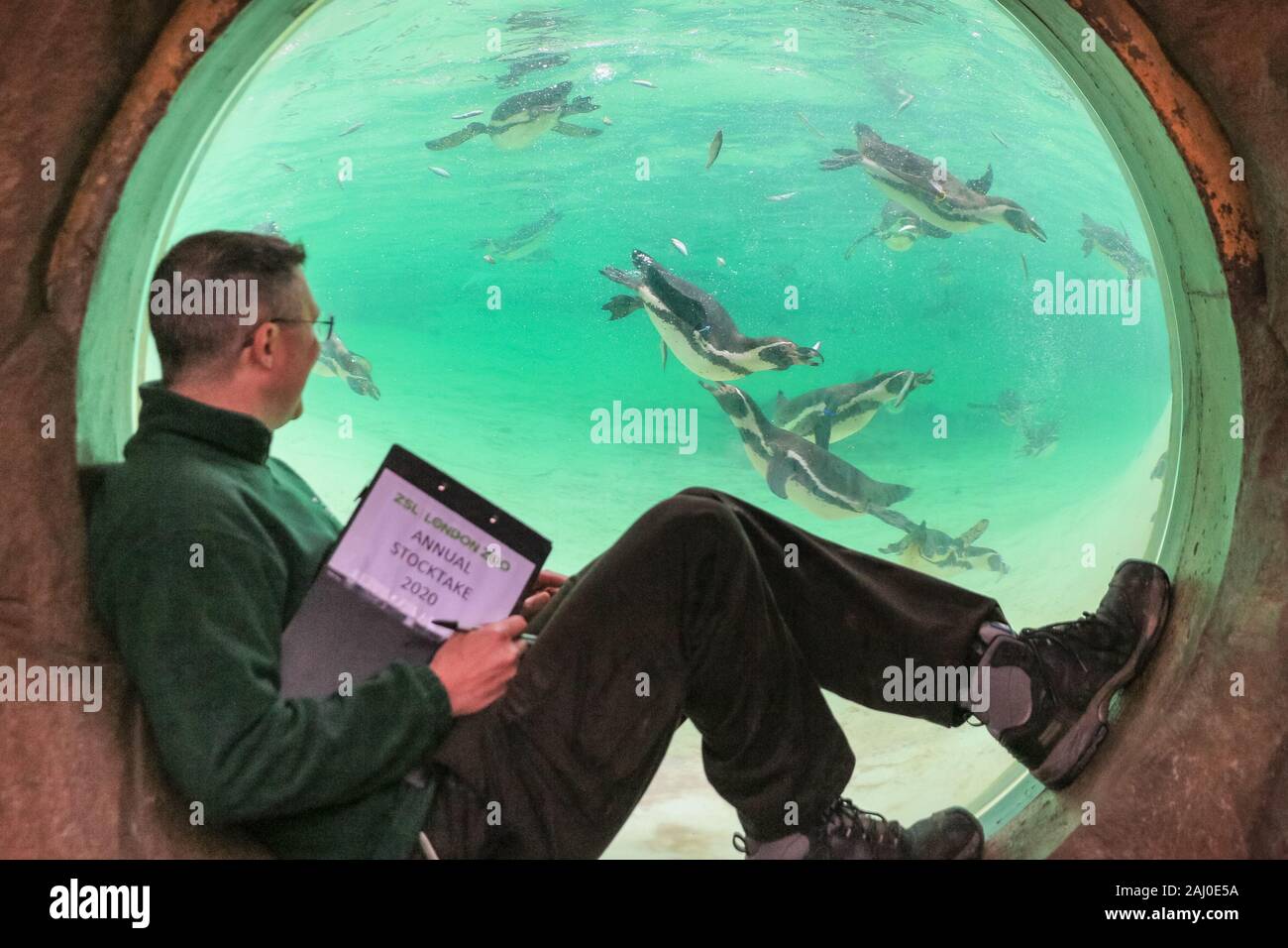 ZSL London Zoo, 2 gennaio 2020. Portiere Martin conta lo zoo di Colonia di curioso pinguini Humboldt (Spheniscus Humboldti). I custodi del giardino zoologico allo Zoo di Londra sono pronti a contare gli animali presso lo Zoo di constatazione annua. Prendersi cura di più di 500 specie diverse, ZSL London Zoo keepers faccia ancora una volta il compito impegnativo di contati ogni mammifero, uccelli, rettili di pesci e invertebrati allo Zoo.La revisione annuale è requisito per lo zoo di licenza. Credito: Imageplotter/Alamy Live News Foto Stock