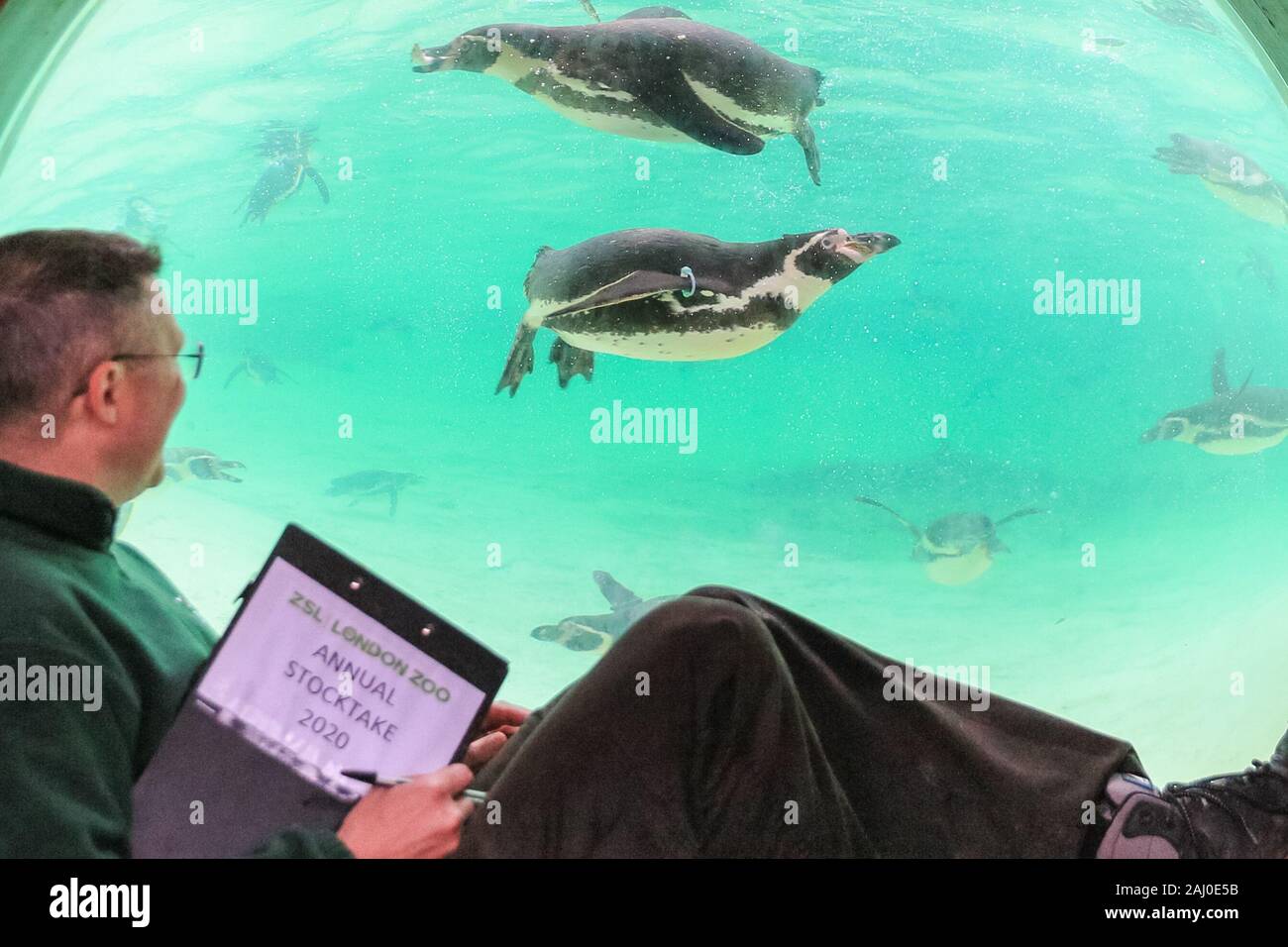 ZSL London Zoo, 2 gennaio 2020. Portiere Martin conta lo zoo di Colonia di curioso pinguini Humboldt (Spheniscus Humboldti). I custodi del giardino zoologico allo Zoo di Londra sono pronti a contare gli animali presso lo Zoo di constatazione annua. Prendersi cura di più di 500 specie diverse, ZSL London Zoo keepers faccia ancora una volta il compito impegnativo di contati ogni mammifero, uccelli, rettili di pesci e invertebrati allo Zoo.La revisione annuale è requisito per lo zoo di licenza. Credito: Imageplotter/Alamy Live News Foto Stock
