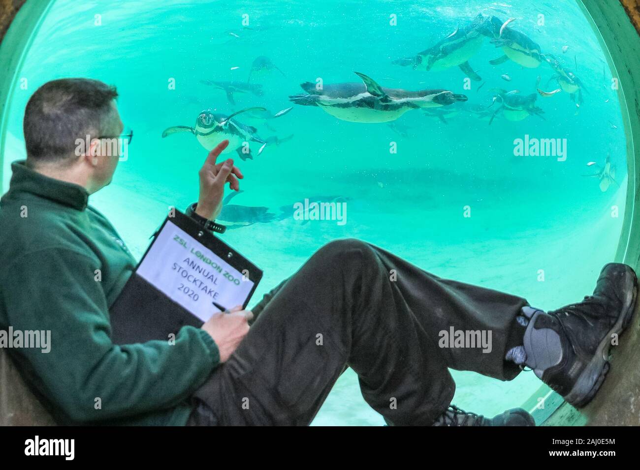 ZSL London Zoo, 2 gennaio 2020. Portiere Martin conta lo zoo di Colonia di curioso pinguini Humboldt (Spheniscus Humboldti). I custodi del giardino zoologico allo Zoo di Londra sono pronti a contare gli animali presso lo Zoo di constatazione annua. Prendersi cura di più di 500 specie diverse, ZSL London Zoo keepers faccia ancora una volta il compito impegnativo di contati ogni mammifero, uccelli, rettili di pesci e invertebrati allo Zoo.La revisione annuale è requisito per lo zoo di licenza. Credito: Imageplotter/Alamy Live News Foto Stock