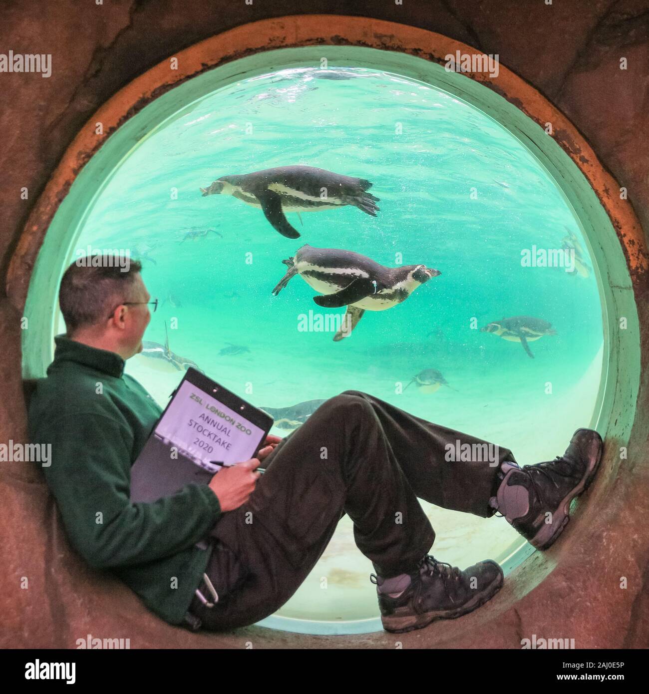 ZSL London Zoo, 2 gennaio 2020. Portiere Martin conta lo zoo di Colonia di curioso pinguini Humboldt (Spheniscus Humboldti). I custodi del giardino zoologico allo Zoo di Londra sono pronti a contare gli animali presso lo Zoo di constatazione annua. Prendersi cura di più di 500 specie diverse, ZSL London Zoo keepers faccia ancora una volta il compito impegnativo di contati ogni mammifero, uccelli, rettili di pesci e invertebrati allo Zoo.La revisione annuale è requisito per lo zoo di licenza. Credito: Imageplotter/Alamy Live News Foto Stock