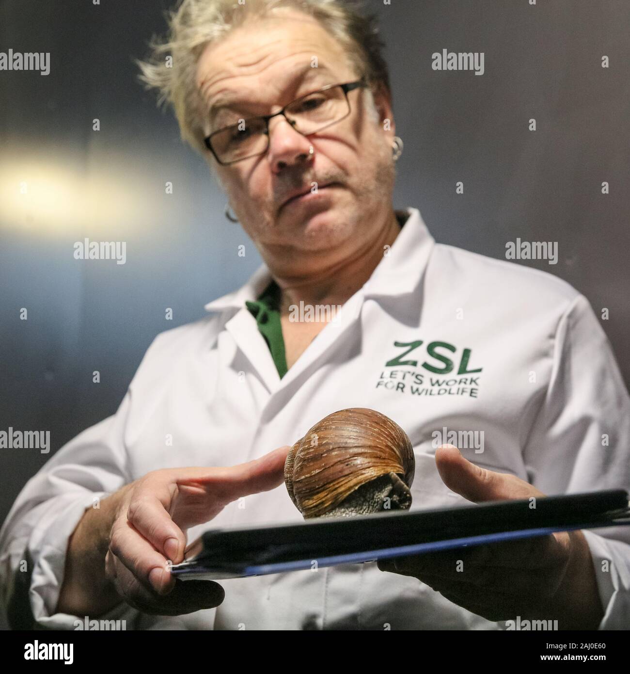 ZSL London Zoo, 2 gennaio 2020. Il guardiano Craig Walker misura una lumaca gigante africana di terra. Gli zooteeper dello ZSL London Zoo sono pronti a contare gli animali nelle scorte annuali dello Zoo. Curando più di 500 specie diverse, i custodi dello ZSL London Zoo devono affrontare ancora una volta l'arduo compito di far salire ogni mammifero, uccello, rettile, pesce e invertebrati allo Zoo.la verifica annuale è obbligatoria per la licenza dello zoo. Credit: Imageplotter/Alamy Live News Foto Stock