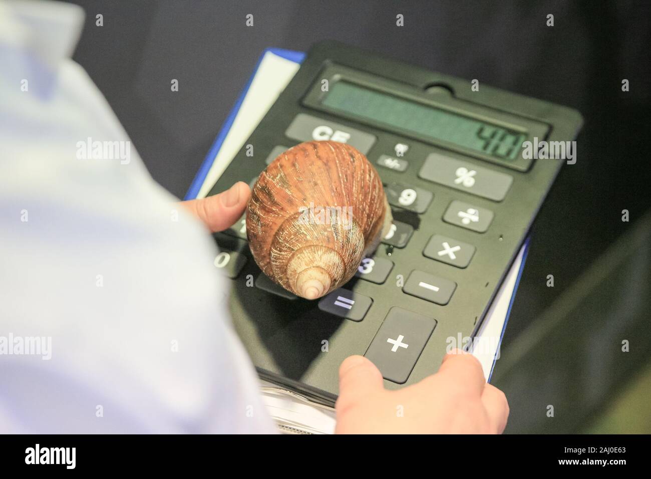 ZSL London Zoo, 2 gennaio 2020. Il guardiano Craig Walker misura una lumaca gigante africana di terra. Gli zooteeper dello ZSL London Zoo sono pronti a contare gli animali nelle scorte annuali dello Zoo. Curando più di 500 specie diverse, i custodi dello ZSL London Zoo devono affrontare ancora una volta l'arduo compito di far salire ogni mammifero, uccello, rettile, pesce e invertebrati allo Zoo.la verifica annuale è obbligatoria per la licenza dello zoo. Credit: Imageplotter/Alamy Live News Foto Stock