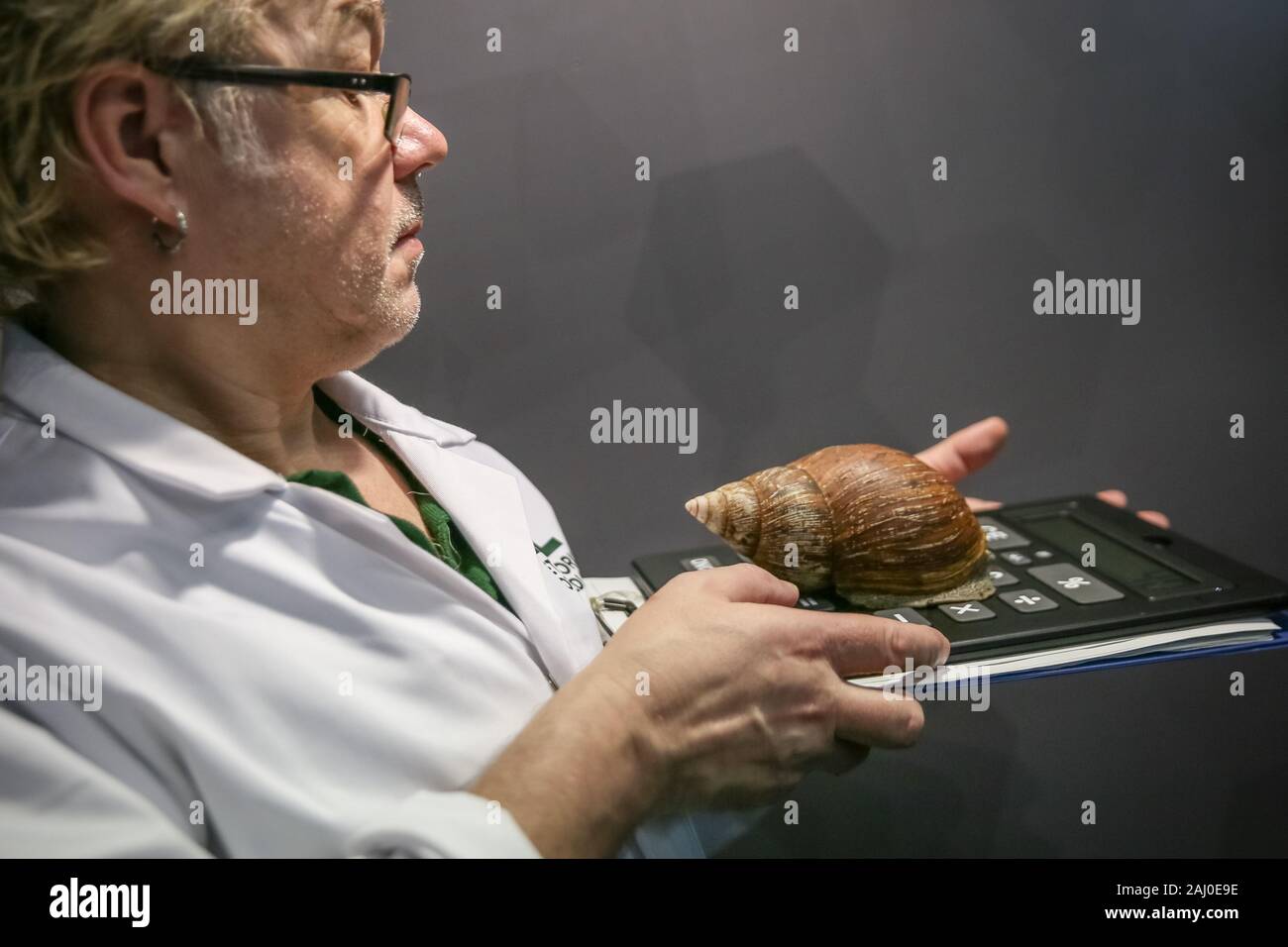 ZSL London Zoo, 2 gennaio 2020. Keeper Craig Walker misure fino a grande terra africana va a passo di lumaca. I custodi del giardino zoologico allo Zoo di Londra sono pronti a contare gli animali presso lo Zoo di constatazione annua. Prendersi cura di più di 500 specie diverse, ZSL London Zoo keepers faccia ancora una volta il compito impegnativo di contati ogni mammifero, uccelli, rettili di pesci e invertebrati allo Zoo.La revisione annuale è requisito per lo zoo di licenza. Credito: Imageplotter/Alamy Live News Foto Stock
