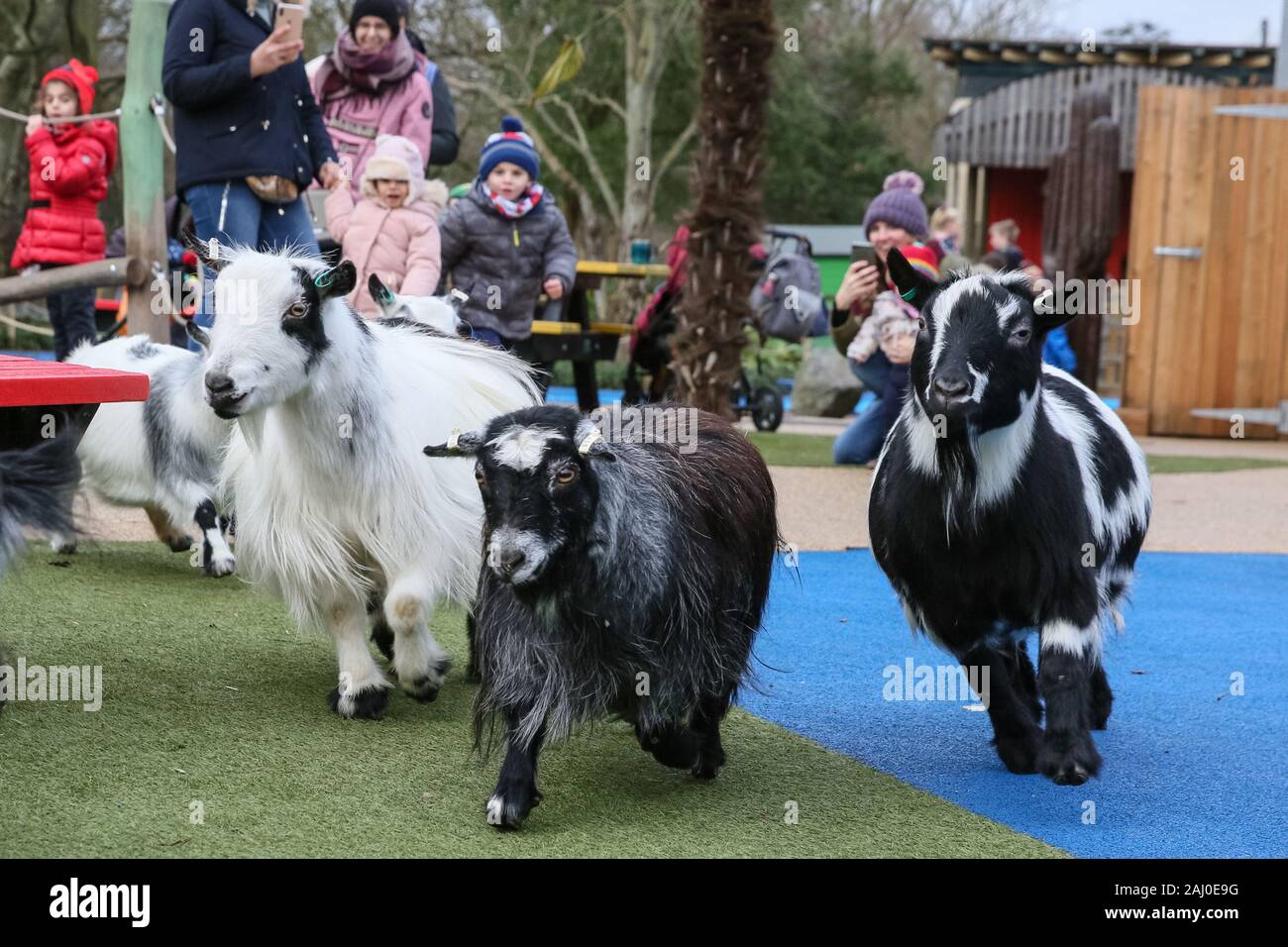 ZSL London Zoo, 2 gennaio 2020. La troupe di capre pigmee sono una manciata di keeper Veronika, ma chiaramente tenere la pressa assortiti intrattenuti. I custodi del giardino zoologico allo Zoo di Londra sono pronti a contare gli animali presso lo Zoo di constatazione annua. Prendersi cura di più di 500 specie diverse, ZSL London Zoo keepers faccia ancora una volta il compito impegnativo di contati ogni mammifero, uccelli, rettili di pesci e invertebrati allo Zoo.La revisione annuale è requisito per lo zoo di licenza. Credito: Imageplotter/Alamy Live News Foto Stock