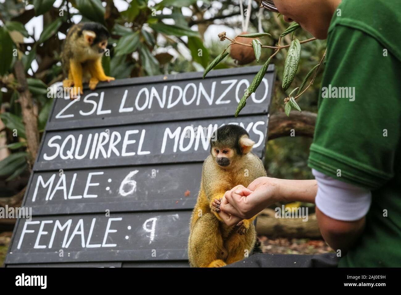ZSL London Zoo, 2 gennaio 2020. Lo Zoo di troupe del boliviano nero-capped scimmie scoiattolo (Saimiri boliviensis) sono contati - non è un compito facile per il detentore Rowan Swainson. I custodi del giardino zoologico allo Zoo di Londra sono pronti a contare gli animali presso lo Zoo di constatazione annua. Prendersi cura di più di 500 specie diverse, ZSL London Zoo keepers faccia ancora una volta il compito impegnativo di contati ogni mammifero, uccelli, rettili di pesci e invertebrati allo Zoo.La revisione annuale è requisito per lo zoo di licenza. Credito: Imageplotter/Alamy Live News Foto Stock