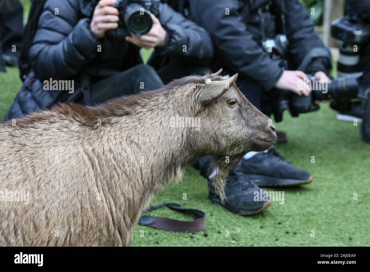 ZSL London Zoo, 2 gennaio 2020. La troupe di capre pigmee sono una manciata di keeper Veronika, ma chiaramente tenere la pressa assortiti intrattenuti. I custodi del giardino zoologico allo Zoo di Londra sono pronti a contare gli animali presso lo Zoo di constatazione annua. Prendersi cura di più di 500 specie diverse, ZSL London Zoo keepers faccia ancora una volta il compito impegnativo di contati ogni mammifero, uccelli, rettili di pesci e invertebrati allo Zoo.La revisione annuale è requisito per lo zoo di licenza. Credito: Imageplotter/Alamy Live News Foto Stock
