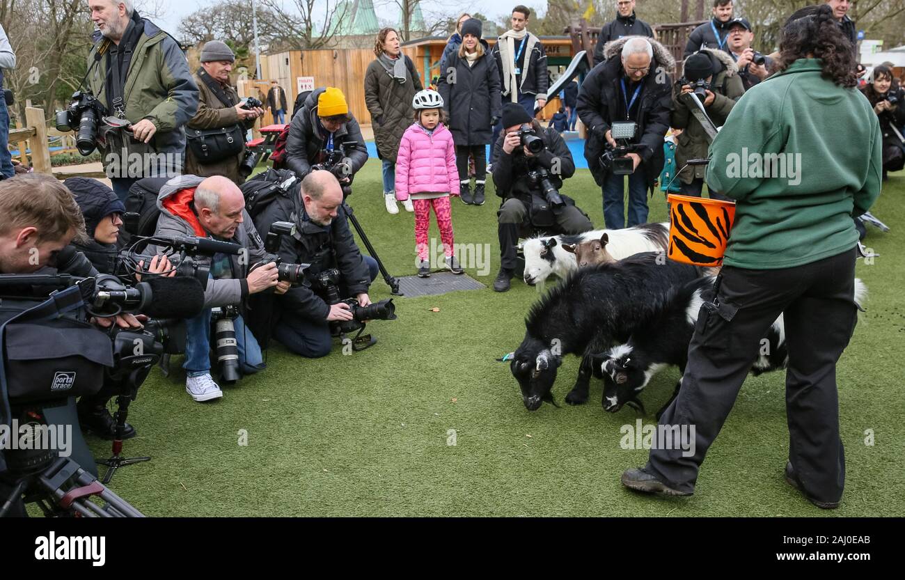 ZSL London Zoo, 2 gennaio 2020. La troupe di capre pigmee sono una manciata di keeper Veronika, ma chiaramente tenere la pressa assortiti intrattenuti. I custodi del giardino zoologico allo Zoo di Londra sono pronti a contare gli animali presso lo Zoo di constatazione annua. Prendersi cura di più di 500 specie diverse, ZSL London Zoo keepers faccia ancora una volta il compito impegnativo di contati ogni mammifero, uccelli, rettili di pesci e invertebrati allo Zoo.La revisione annuale è requisito per lo zoo di licenza. Credito: Imageplotter/Alamy Live News Foto Stock