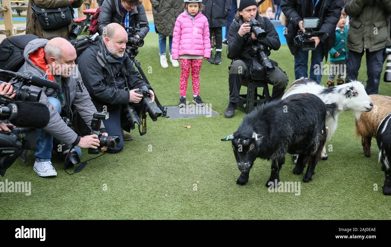 ZSL London Zoo, 2 gennaio 2020. La troupe di capre pigmee sono una manciata di keeper Veronika, ma chiaramente tenere la pressa assortiti intrattenuti. I custodi del giardino zoologico allo Zoo di Londra sono pronti a contare gli animali presso lo Zoo di constatazione annua. Prendersi cura di più di 500 specie diverse, ZSL London Zoo keepers faccia ancora una volta il compito impegnativo di contati ogni mammifero, uccelli, rettili di pesci e invertebrati allo Zoo.La revisione annuale è requisito per lo zoo di licenza. Credito: Imageplotter/Alamy Live News Foto Stock