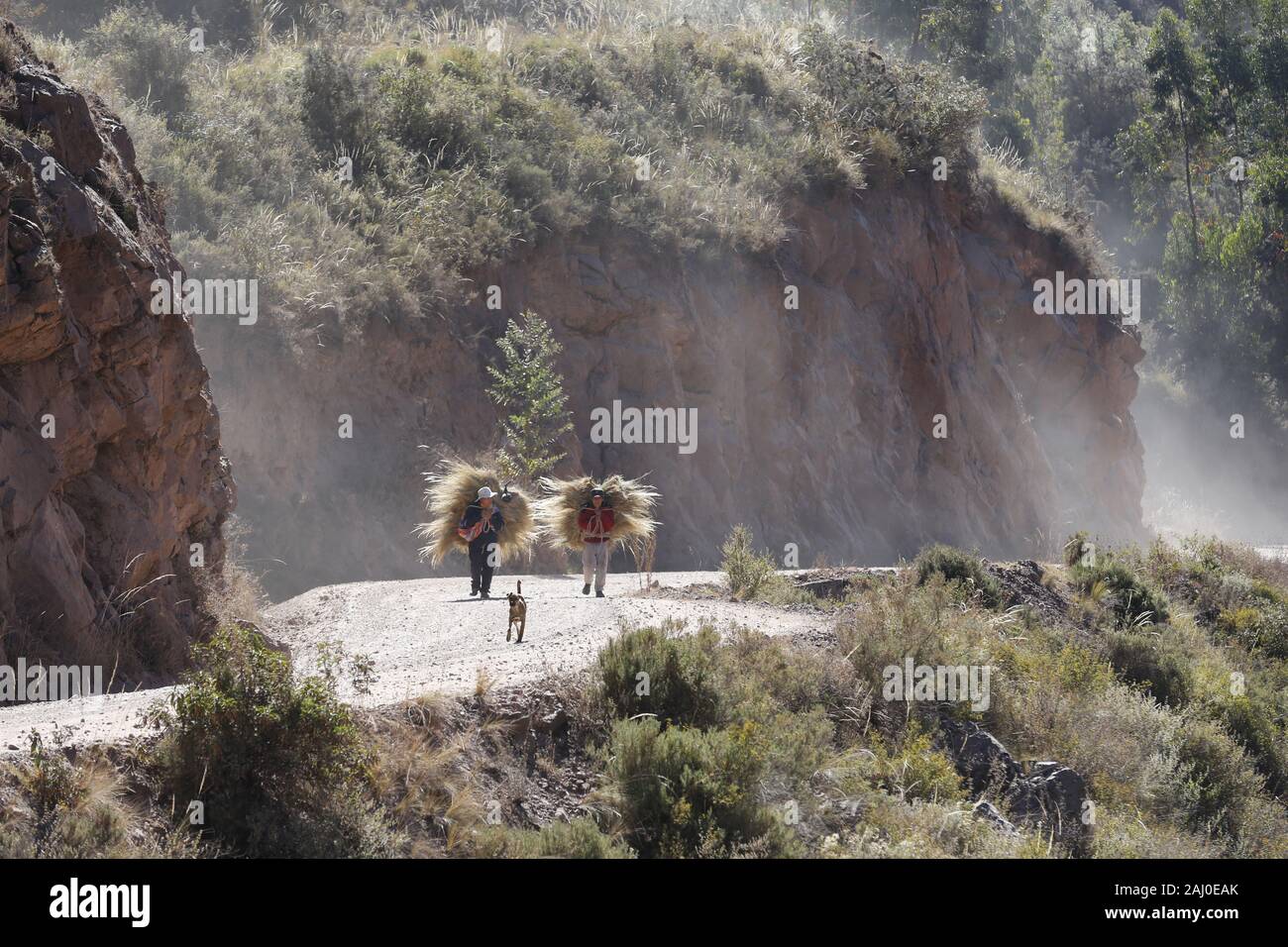 Due persone che trasportano il fieno, Ande del Perù Foto Stock