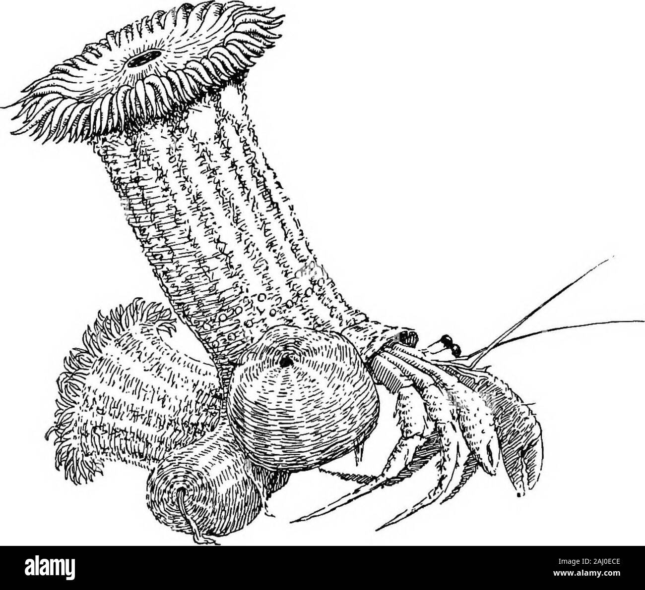 Contorni di zoologia . ise nella libera attività; mentre in altre serie wehave tipi medusoid sempre libero (Trachymedusse), altri che areliberated da Campanularian (e) Tubularian hydroids sedentarie,altri (Sertularian e Plumularian) zoophytes cui gemme sebbene oftenmedusoid-simili non sono liberi e infine Hydra, che pur itmay strisciano sul suo lato o a piedi sulla sua testa, è prevalentemente un sedentaryanimal, senza alcun giovane libero-da nuoto, stadio (ecologia.-l'Coelentera sono quasi tutte le marine. Acqua Inresh troviamo il comune Hydra, il minuto micro-idra senza tentacoli, la stran Foto Stock
