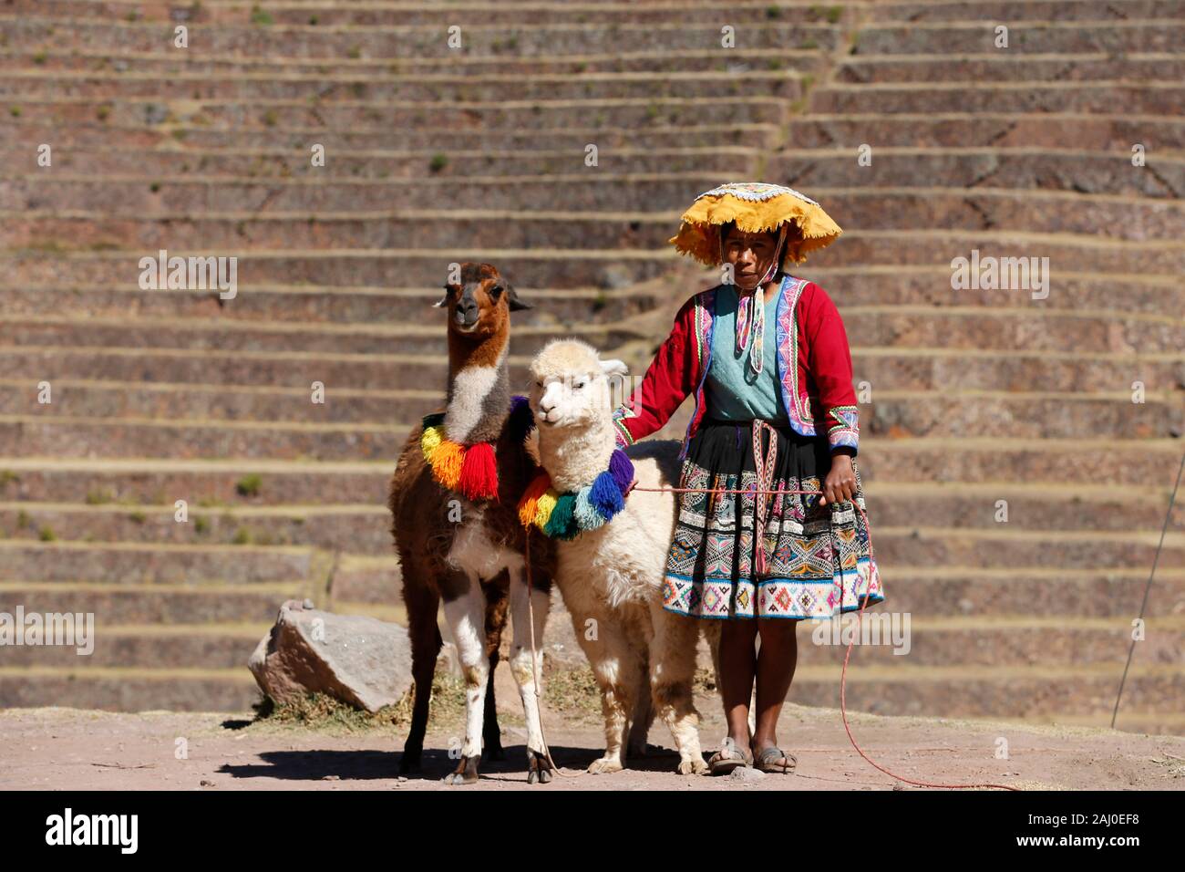 Ragazza con lama e la sua Ande del Perù Foto Stock