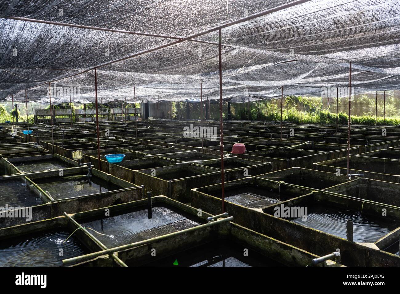 Fattoria di pesce ornamentale in Asia. Vivaio di fattoria pesce ornamentale acqua dolce in ricircolo sistema di acquacoltura. Foto Stock
