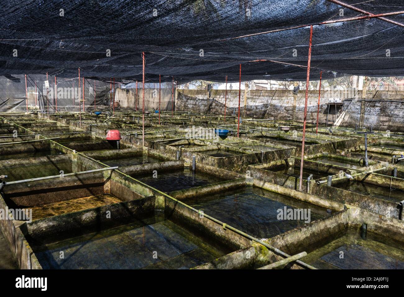 Fattoria di pesce ornamentale in Asia Foto Stock