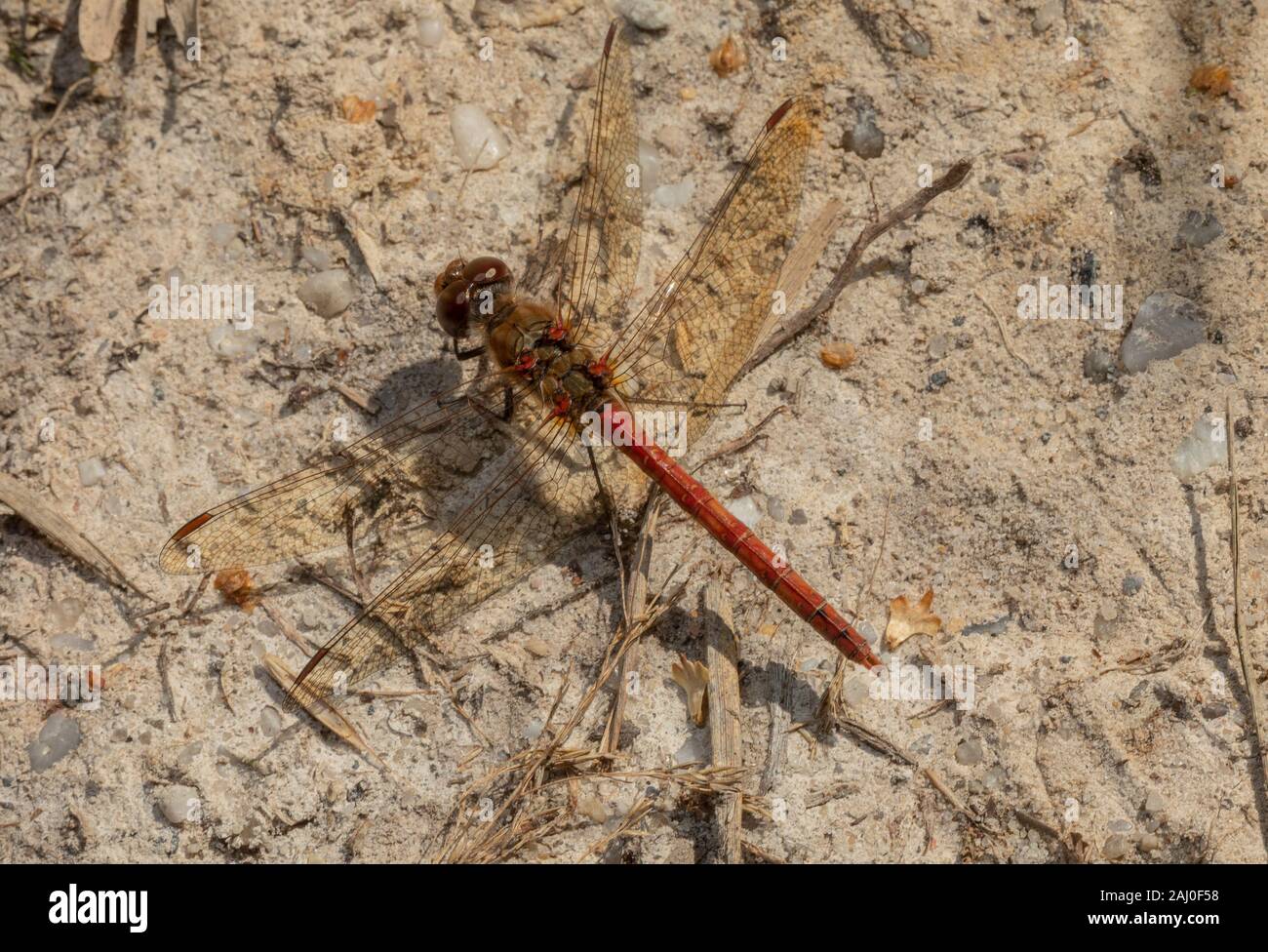 Ruddy Darter, Sympetrum sanguineum, maschio si stabilirono sulla sabbia brughiera terreno. Purbeck. Il Dorset. Foto Stock