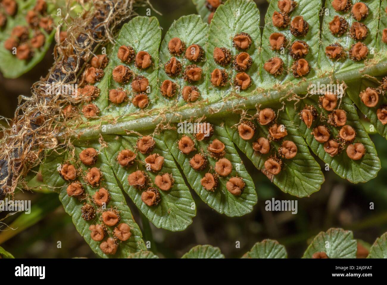 Squamosa felce maschio, Dryopteris affinis, frond con matura sori e incrostanti. Foto Stock