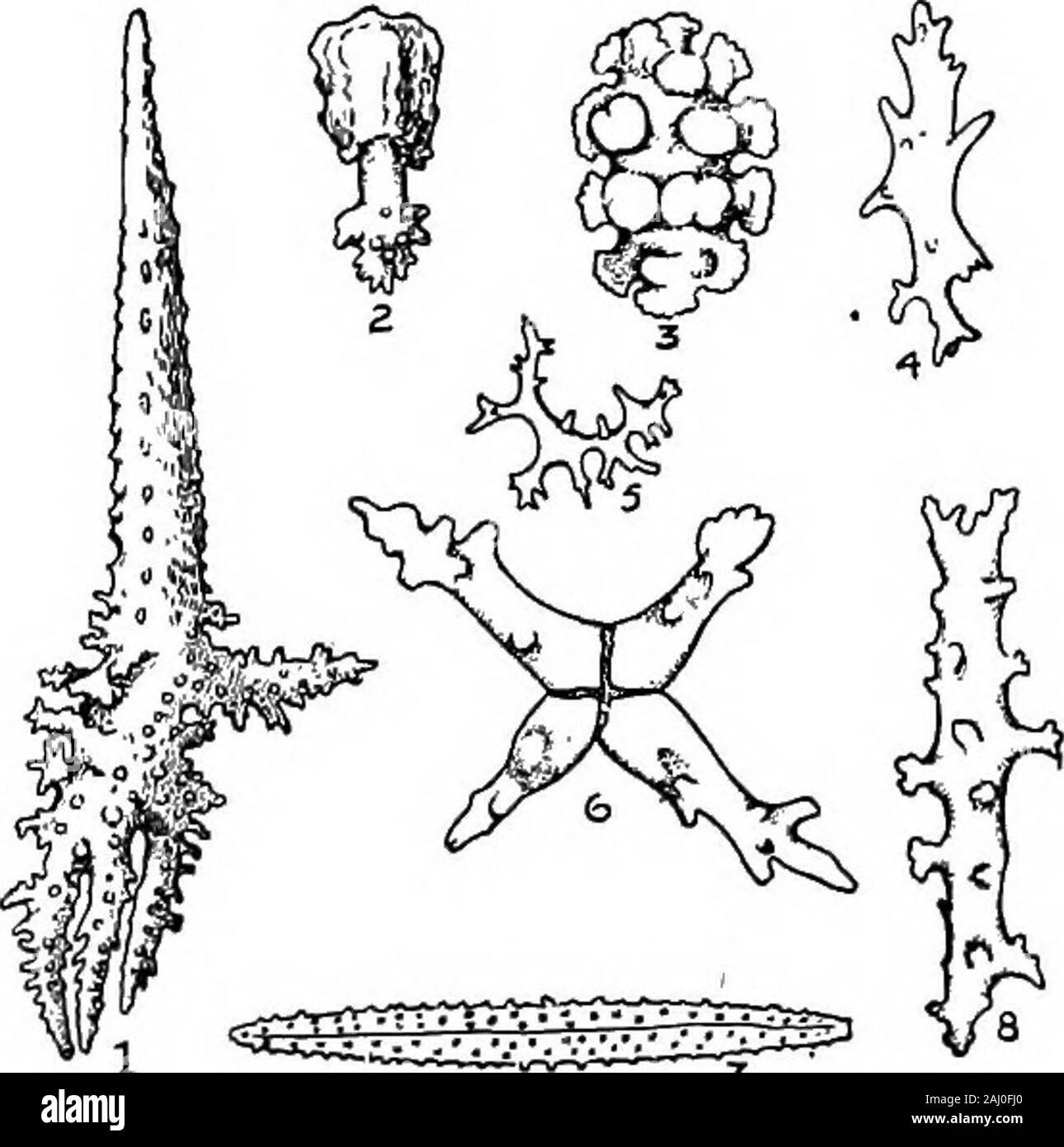 Contorni di zoologia . eccezione di una piccola famiglia in solitaria di forme(Haimeidae), il Alcyonarians formano colonie che sono invarious modi supportati da spicole o da spicole e anaxis. Il spicole che assumono le forme più svariate,sembrano essere iniziato almeno da cellule ectodermic (una coppia di ALCYONARIA.   169 ogni spicule), ma loro di solito passano nel mesoglcea.le nematocisti sono solitamente di piccole dimensioni. Un certo numero di Alcyon ariani sono vivipara; l'embrione iB di solito un planula. Le colonie sono realizzate in diversi modi, (i) un genitore polipo givesoff cava o stoloni solenia, che bud off nuovi polipi, e Foto Stock