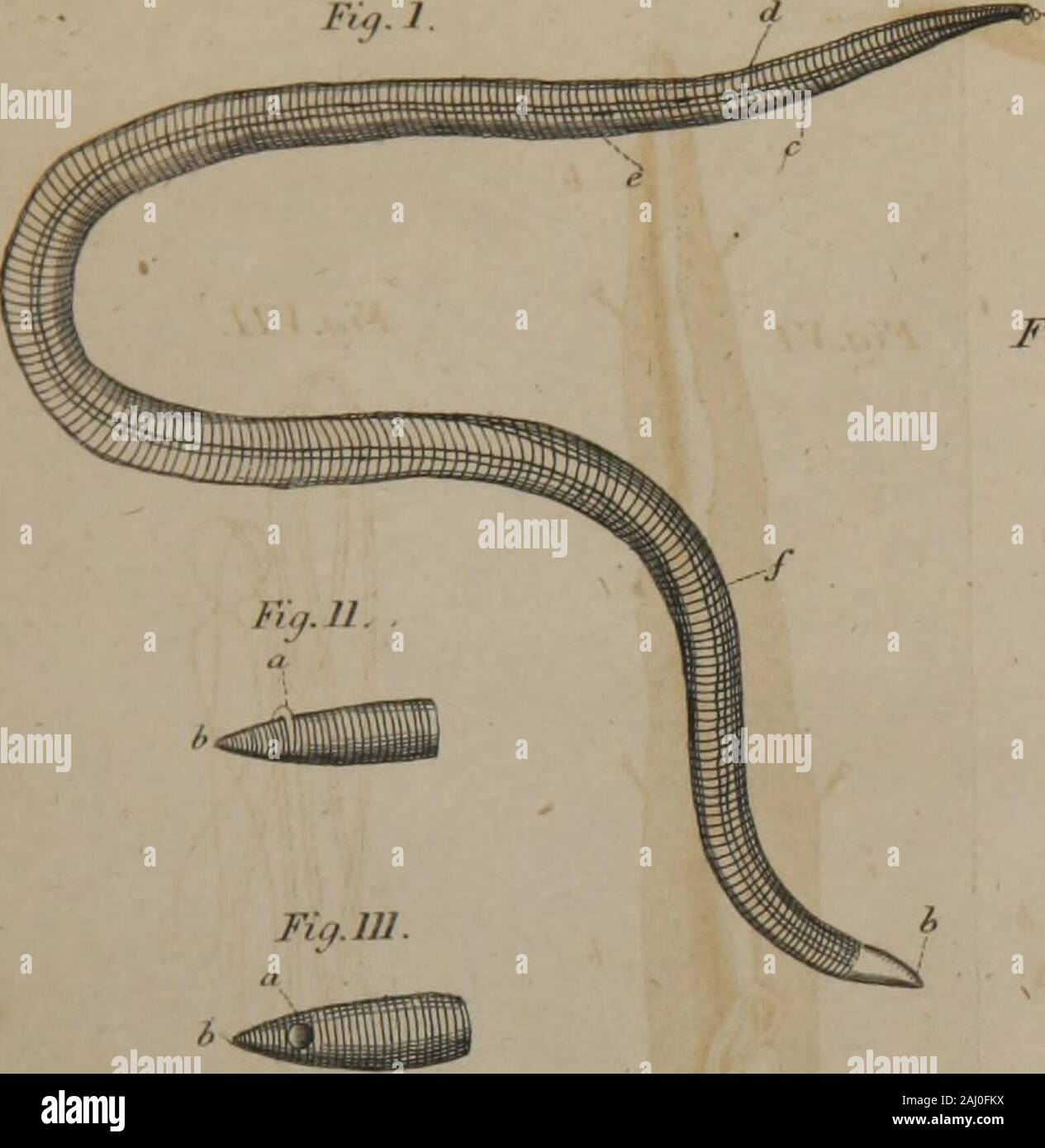 Un trattato sulle malattie verminous : preceduto dalla storia naturale di vermi intestinali e la loro origine nel corpo umano . Fig. VI. Ho ?II-A w Fig. VJ1. Kg. Ho HI. Fiq.lX. F,,jlV Foto Stock