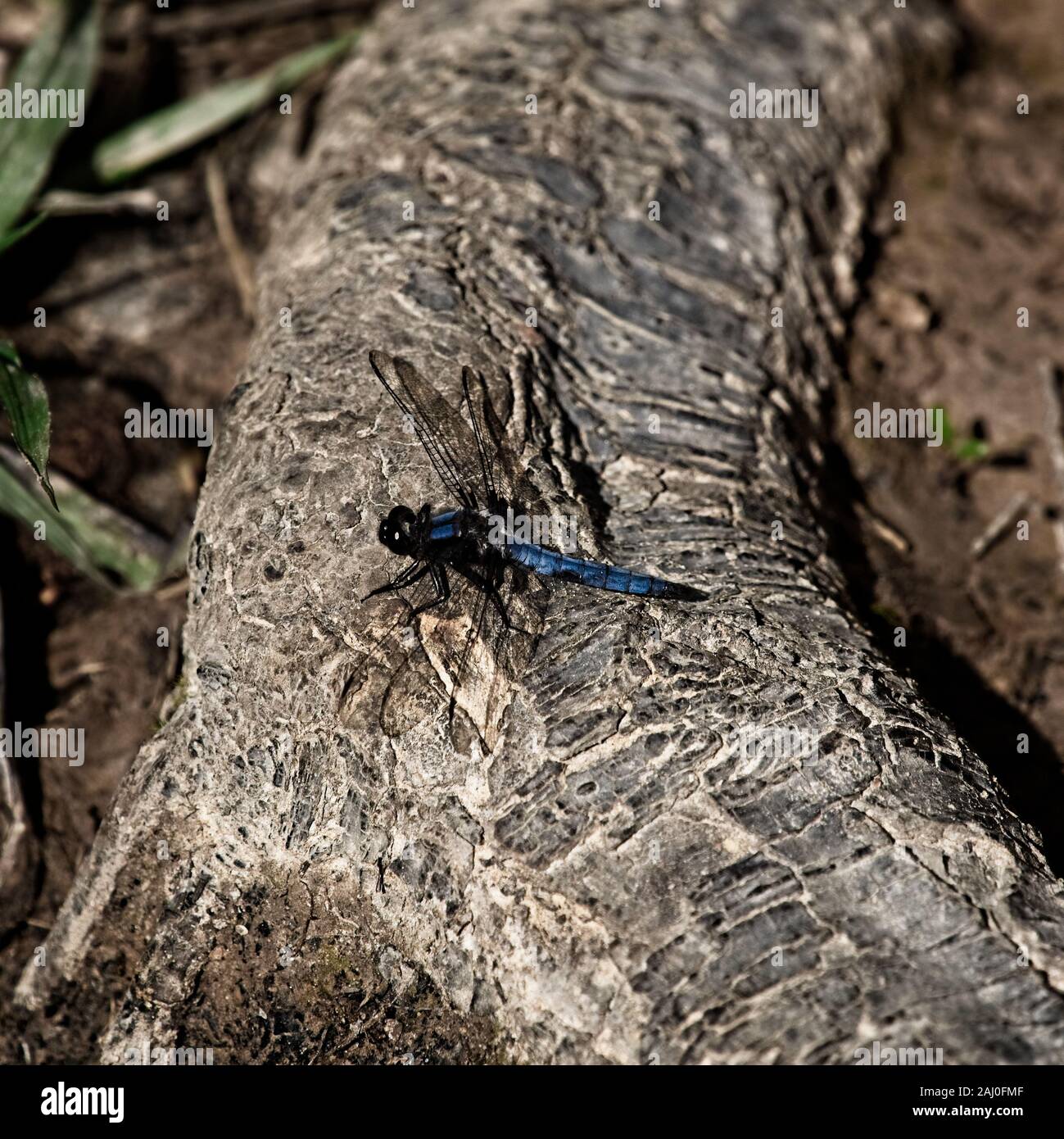 Blue Dragon Fly on Log in the Woods Foto Stock