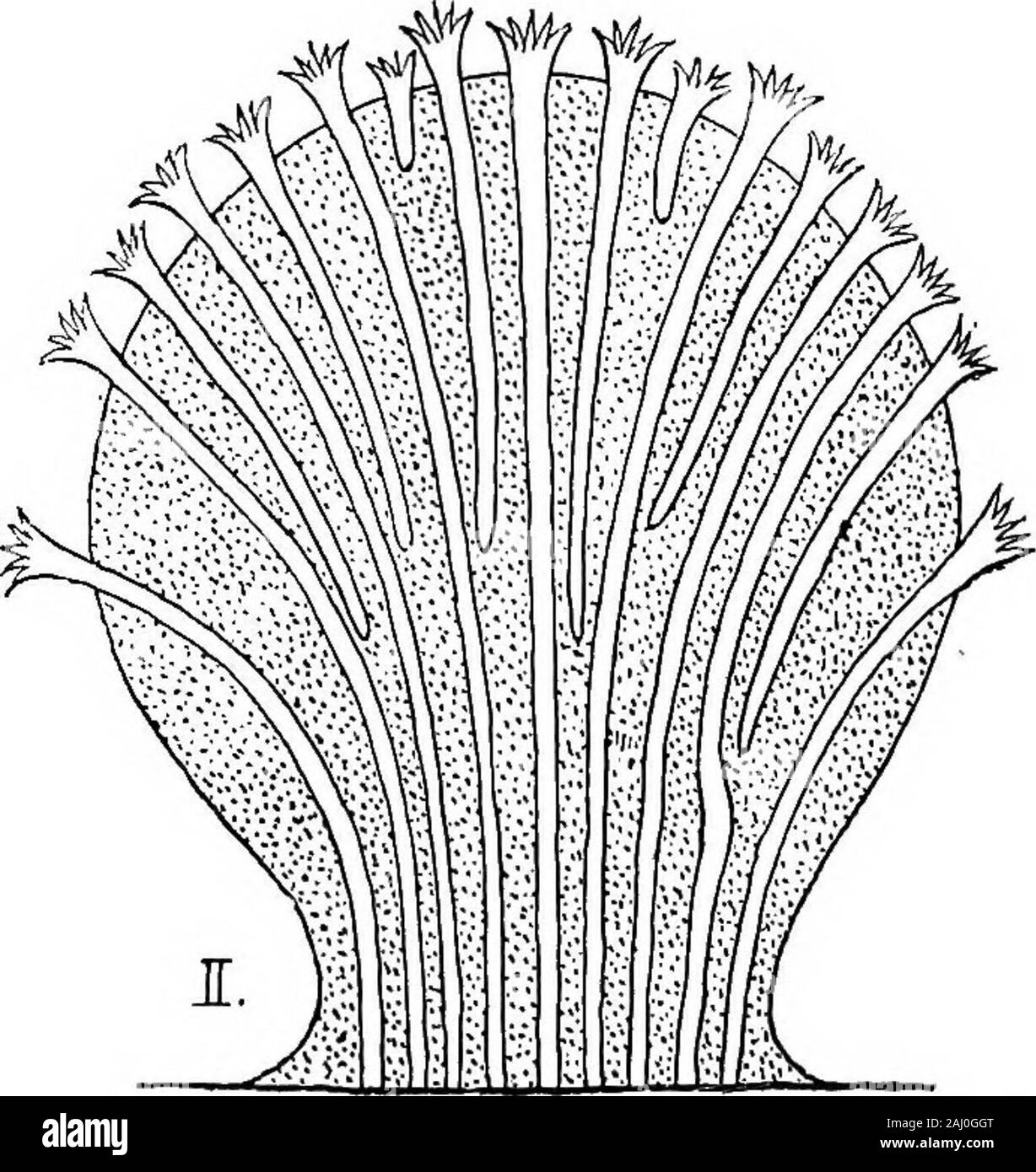 Contorni di zoologia . pini ^. Sezione verticale di un polipo-A,, asse; t, tentacolo ; ^., gola; ni., mesenterica; (?., ovaio; ?"yi, filamenti mesenterica.4. Sezione trasversale di un polipo-CE, ectoderm ; M,, mesogloea ; EN.,'endoderma ; G., gola; MS., mesenteries. senza alcuna traccia di spicole. Un polipo è solitamente di forma ovale in sezione, conla diametro lungo nella linea dell'asse e la sua gola atright allungato angoli per questo. Di solito ci sono sei semplice non retractiletentacles, dieci mesenteries, e due mal definito siphonoglyphes. Themesenteries sono senza muscolo-banner. I due più lunga, in esecuzione atright Foto Stock
