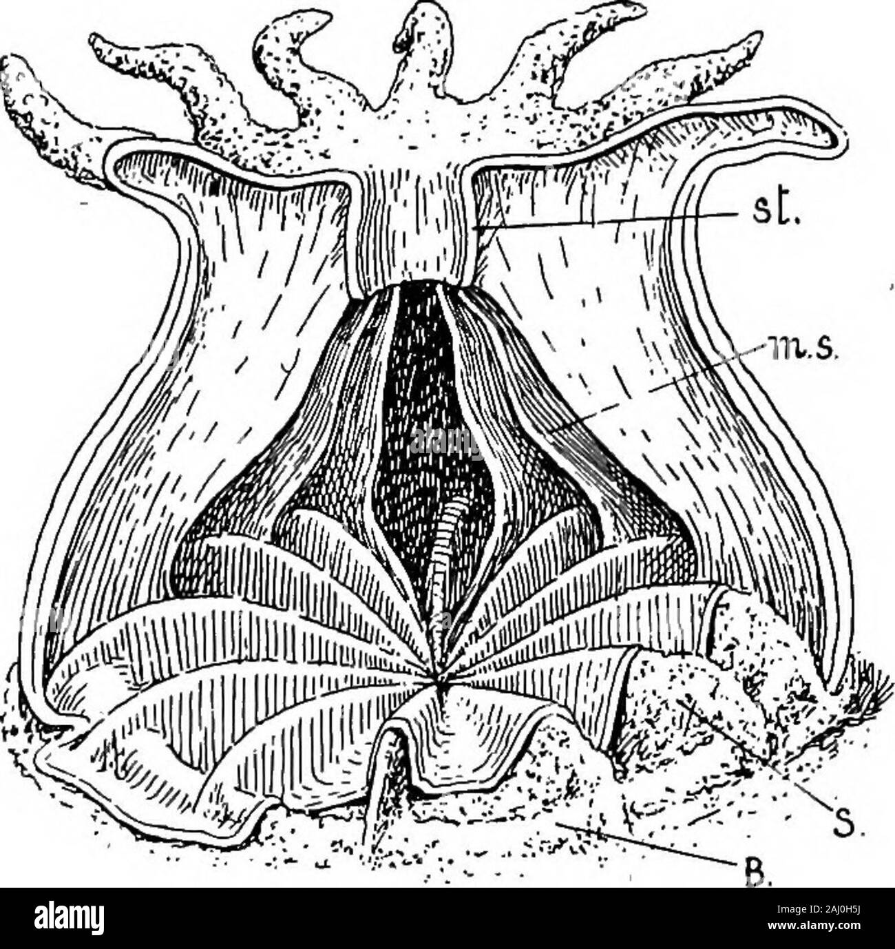Contorni di zoologia . i divergenti Anti-pathidea. Realizzazione di un tipico corallo.-sebbene il termine coralis applicato a molti differenti tipi di polyps withsubstantial scheletri calcarei, ad esempio per Millepores whichare idrozoi e coralli blu e rosso sono coralswhich Alcyonarians, i coralli per eccellenza sono theMadreporarians. Essi formano il coral rock e coralislands trovati in molte parti del globo, ma raramente northor a sud di estensione di una cinghia 30° su ciascun lato della theequator, e raramente al di sotto del 40-fathom linea. ZOANTHARIA. 165 in modo generale un polipo Madrepore è come un mare-anemonein stru Foto Stock