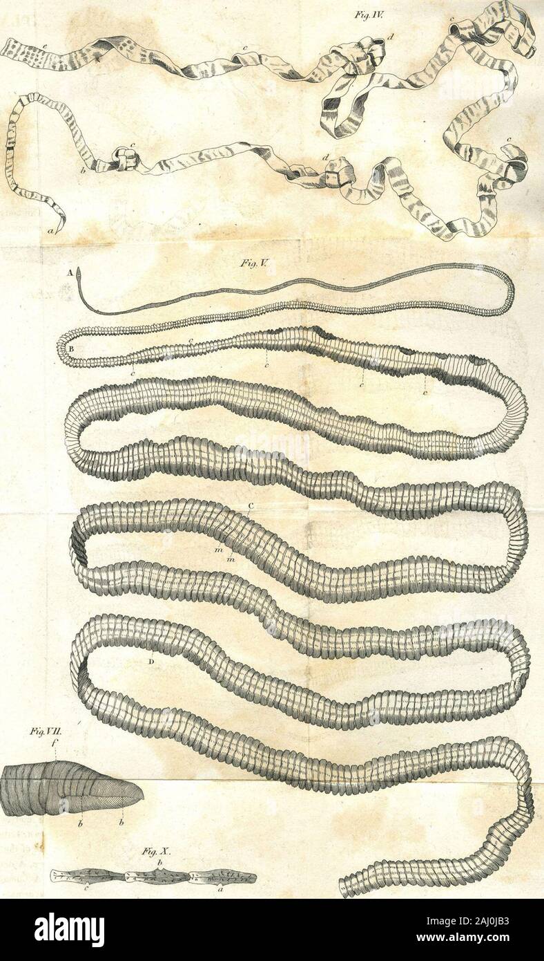 Un trattato sulle malattie verminous : preceduto dalla storia naturale di vermi intestinali e la loro origine nel corpo umano . Fig.XW.. Fig. TILf &LT;mwmmrmr/i *^&^ i Foto Stock