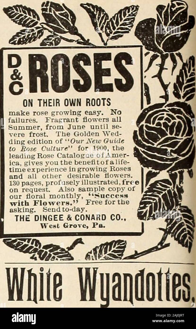 La Fattoria-pollame . IROSES SULLE PROPRIE RADICI fanno crescere rose facile. Nofailures. Fruijrant fiowers allSummer, da giugno fino a sé vere frost. Il Golden mer-ding edizione della nostra Aeie Guideto Rose Cullure per 1900, theleading Catalogo Rose di Amer-ica, ti dà la benelitof alife-tlmee.tpehence ingrowing Rosesand ali oilier desiderabile Howers.lau pagine, profu.seIy illustrato, freeon richiesta. Anche la copia campione ofour aoral mensile, Succcmswith FlowiTS. Gratuito per tlieasking. Inviare al giorno.Il DINGEE CONARD & CO.,è andato Grove, Fa.. Boston Brown £g;g; Ceppo Awarried prima Ireniium e Farni-Poultiyspo^ia Foto Stock