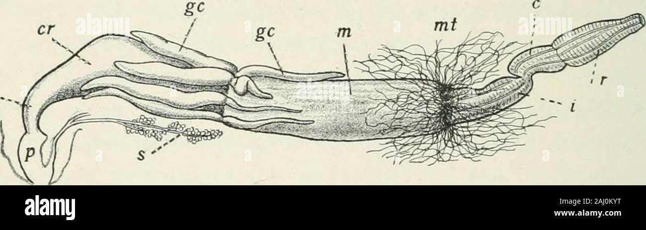 Entomologia : con particolare riferimento alla sua attività biologica e gli aspetti economici . è il sensillum placodeum (p. 95),il cui uso è molto doul^tful, se l'organo è pos-sibly influenzata dalla pressione dell'aria. Gli insetti sono estremamente sensibili ii6 entomologia a variazioni del vento, temperatura, umidità e pressioneatmosferica e molto probabilmente hanno estremità speciale-organi di per-cezione di queste variazioni; infatti il sensilla trichodea areprobably colpite dal vento, come abbiamo detto. Il halteres dei ditteri, rappresentando la cerva ali, con-tain organi sensoriali di qualche tipo. Esse sono state variamente Foto Stock