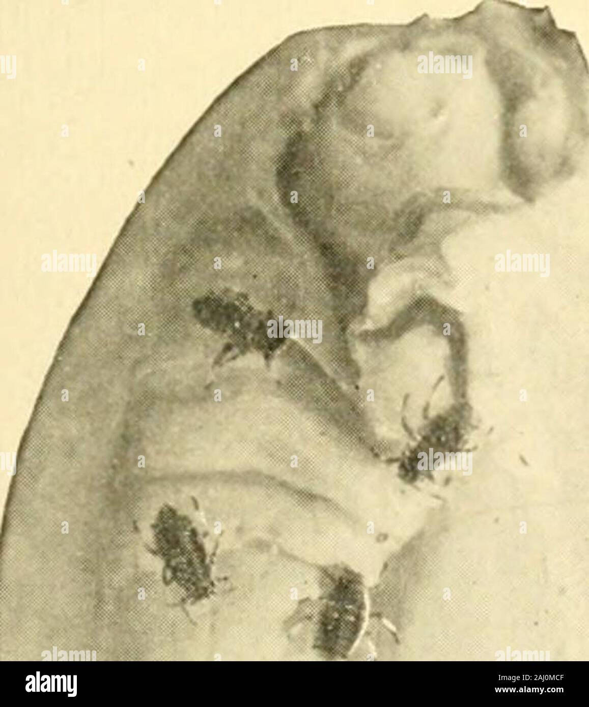 Manuale dell'orto insetti . es di piante di cavolo cappuccio a sinistra nel campo durante l'inverno. Presto in primavera le uova si schiudono e i giovani i pidocchi trovare cibo abbondante in gara i germogli buttato fuori dal vecchio monconi di cavolo (Fig. 20). Questi i pidocchi della prima generazione da cova delle uova sono tutti wingless femmine e sono noti come stelo-madri. Come essi aumentano di dimensione, i pidocchi molt quattro volte, reachingmaturity in circa due settimane.A pochi giorni dopo l'ultima moltthey cominciano a nascere livingyoung. Questi stelo-mothersmay live per sei settimane o moreand dare nascita di quaranta o fiftyyoung. Il successivo Foto Stock